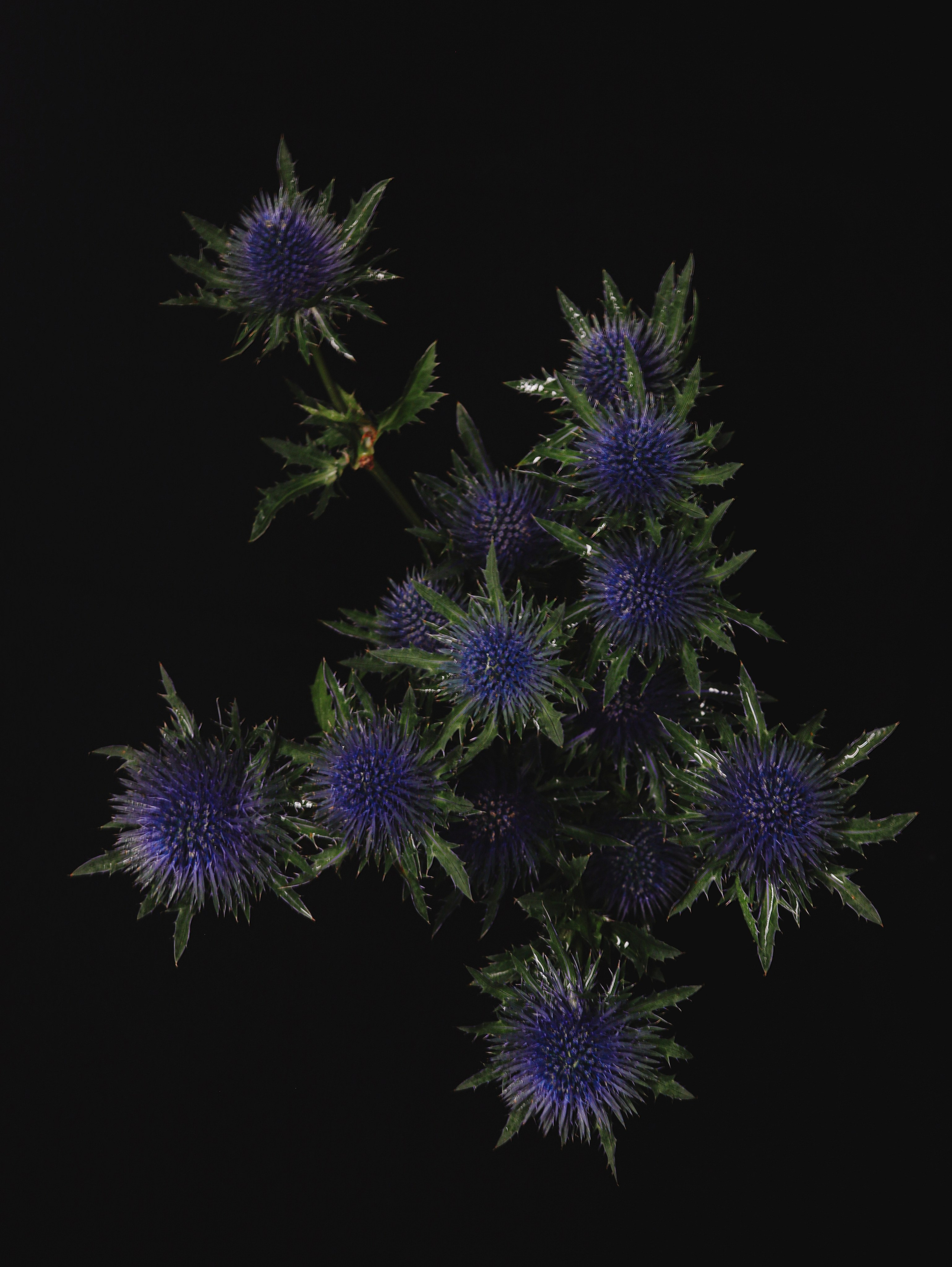 Природа &. Фотохудожник в СПб