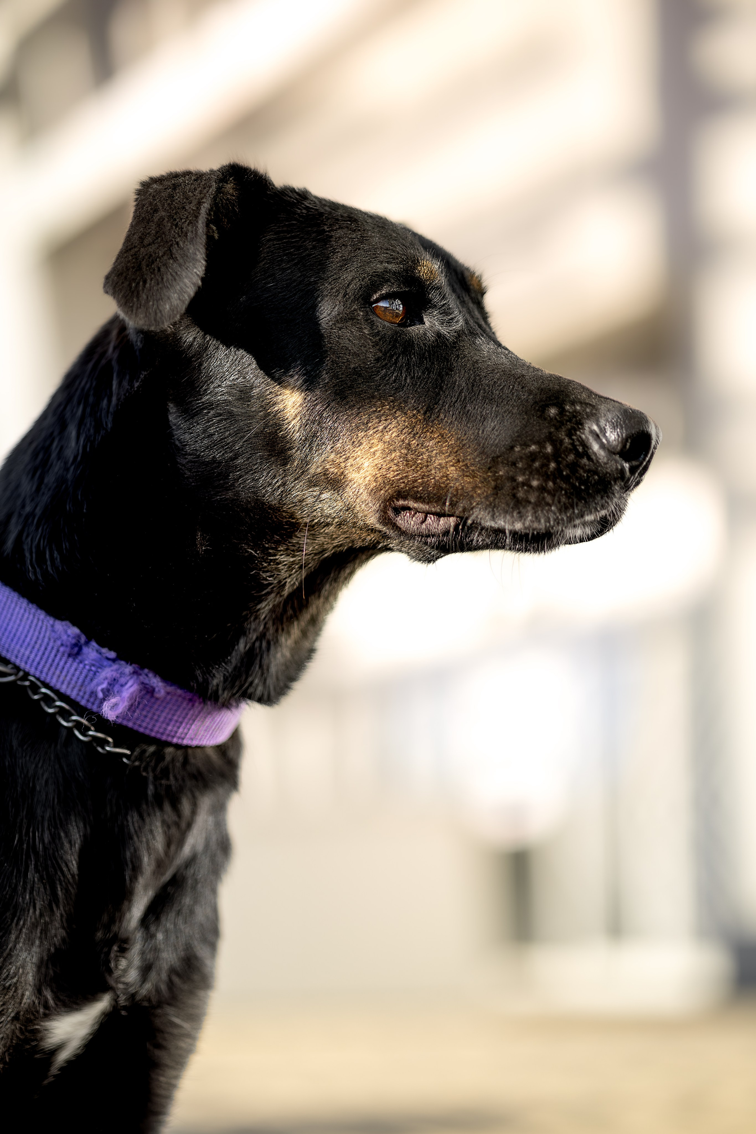 Кураторские питомцы Сириус. Ирина Голомб|Фотограф-анималист в  Сочи и Калининграде