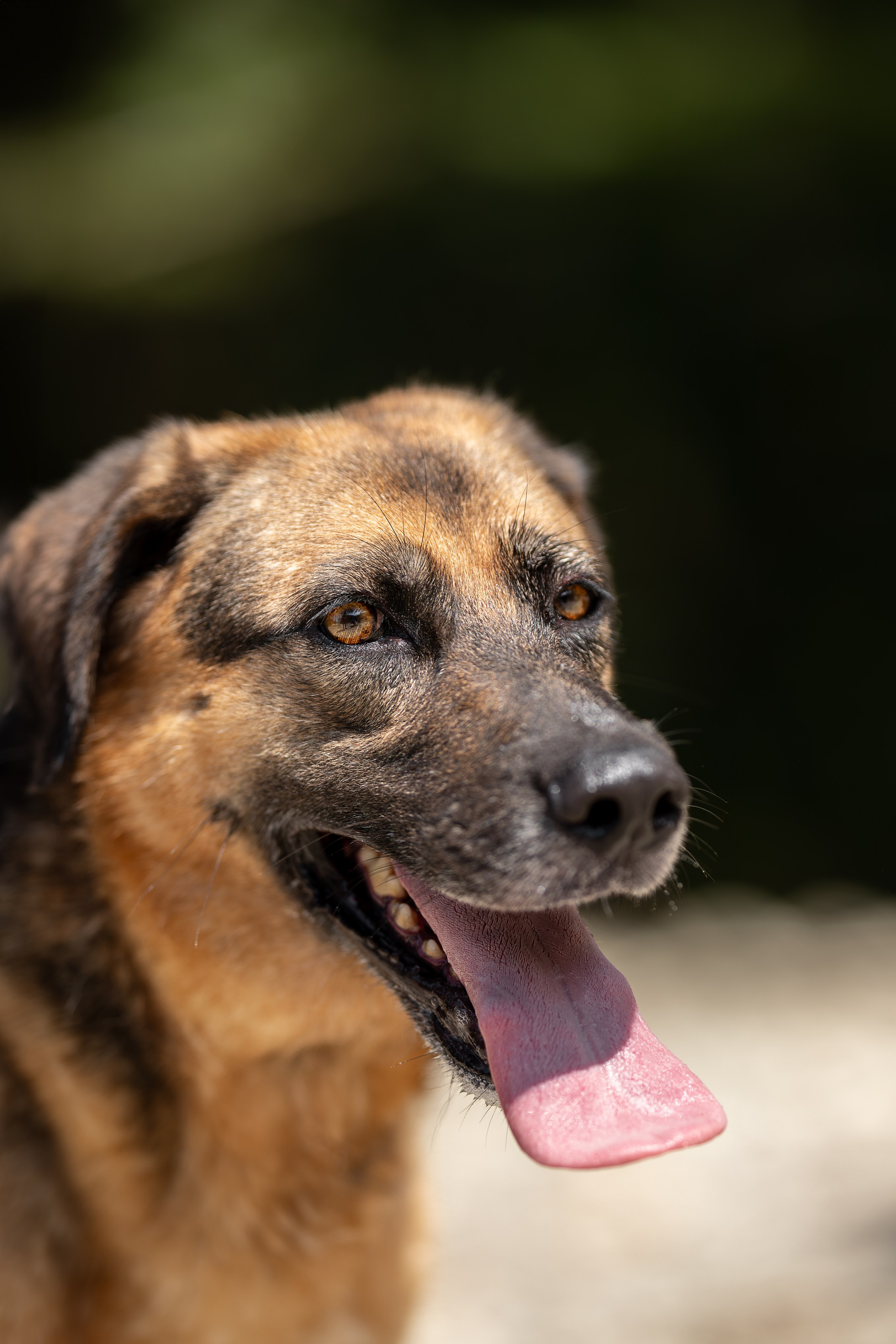Мини-приют «Возрождение». Ирина Голомб|Фотограф-анималист в  Сочи и Калининграде