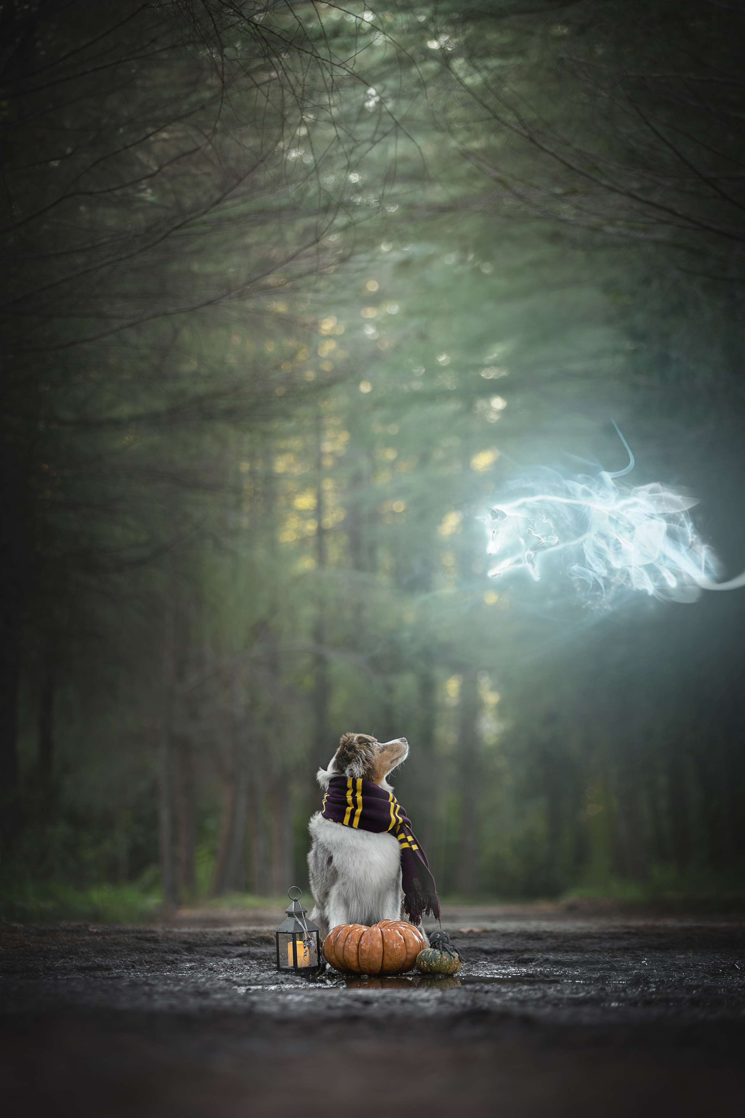 Полли, Австралийская Овчарка. Ирина Голомб|Фотограф-анималист в  Сочи и Калининграде