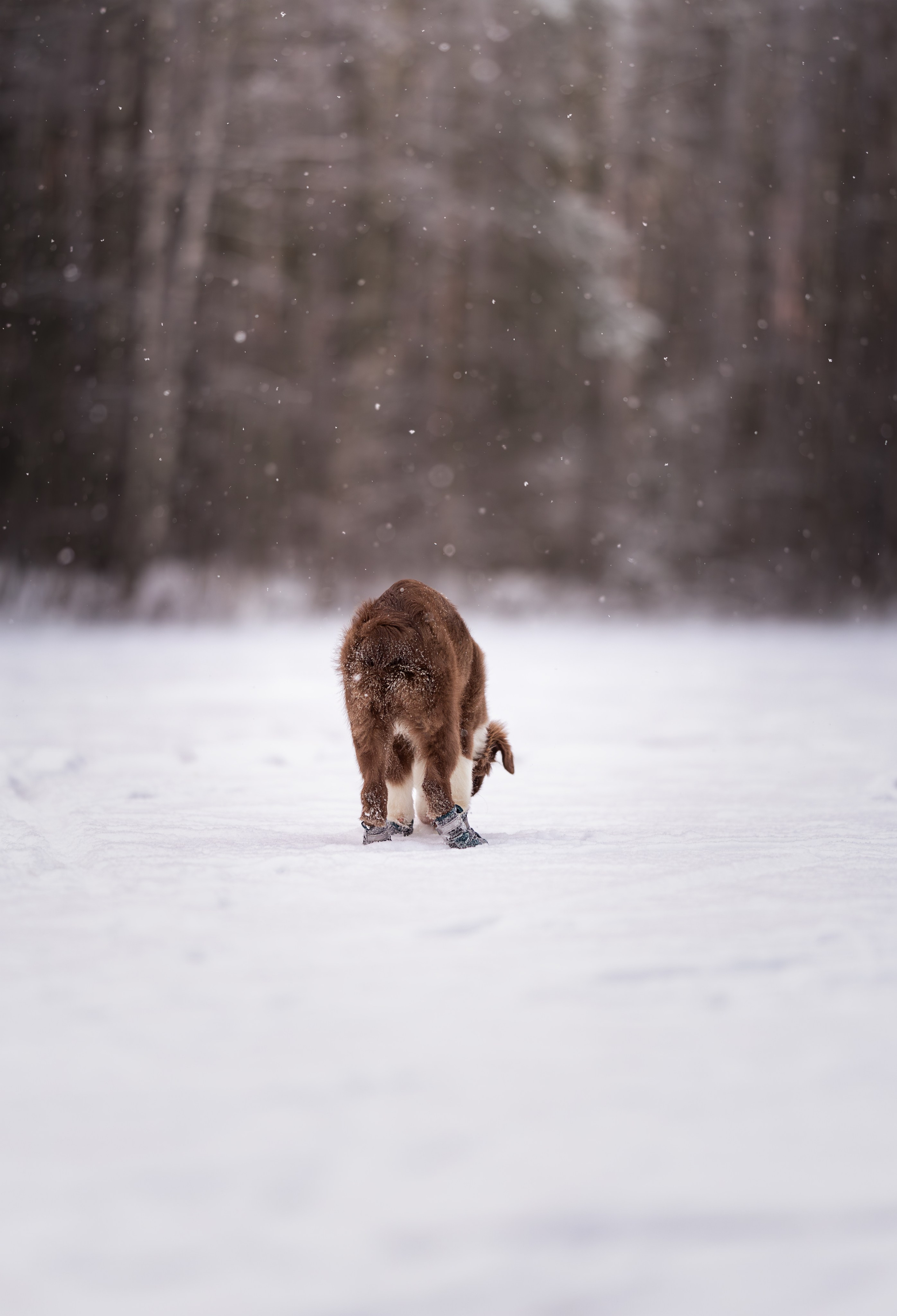 Дин, Австралийская Овчарка. Ирина Голомб|Фотограф-анималист в  Сочи и Калининграде