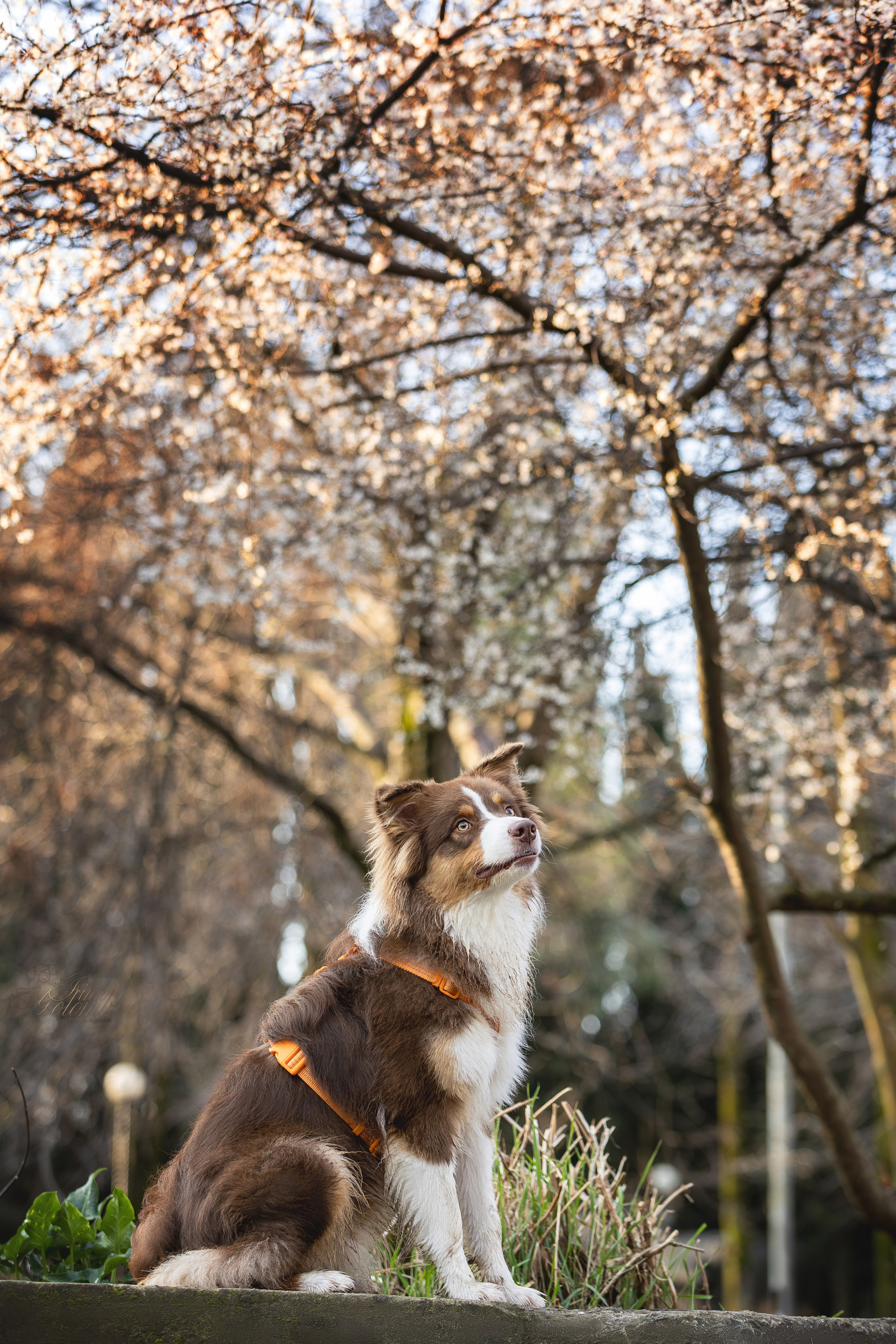 Бадди, Австралийская Овчарка. Ирина Голомб|Фотограф-анималист в  Сочи и Калининграде