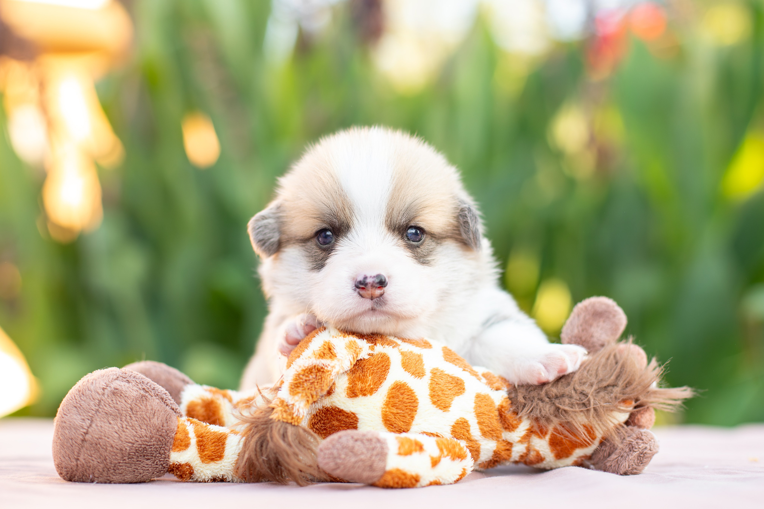 Малыши коржики. Ирина Голомб|Фотограф-анималист в  Сочи и Калининграде