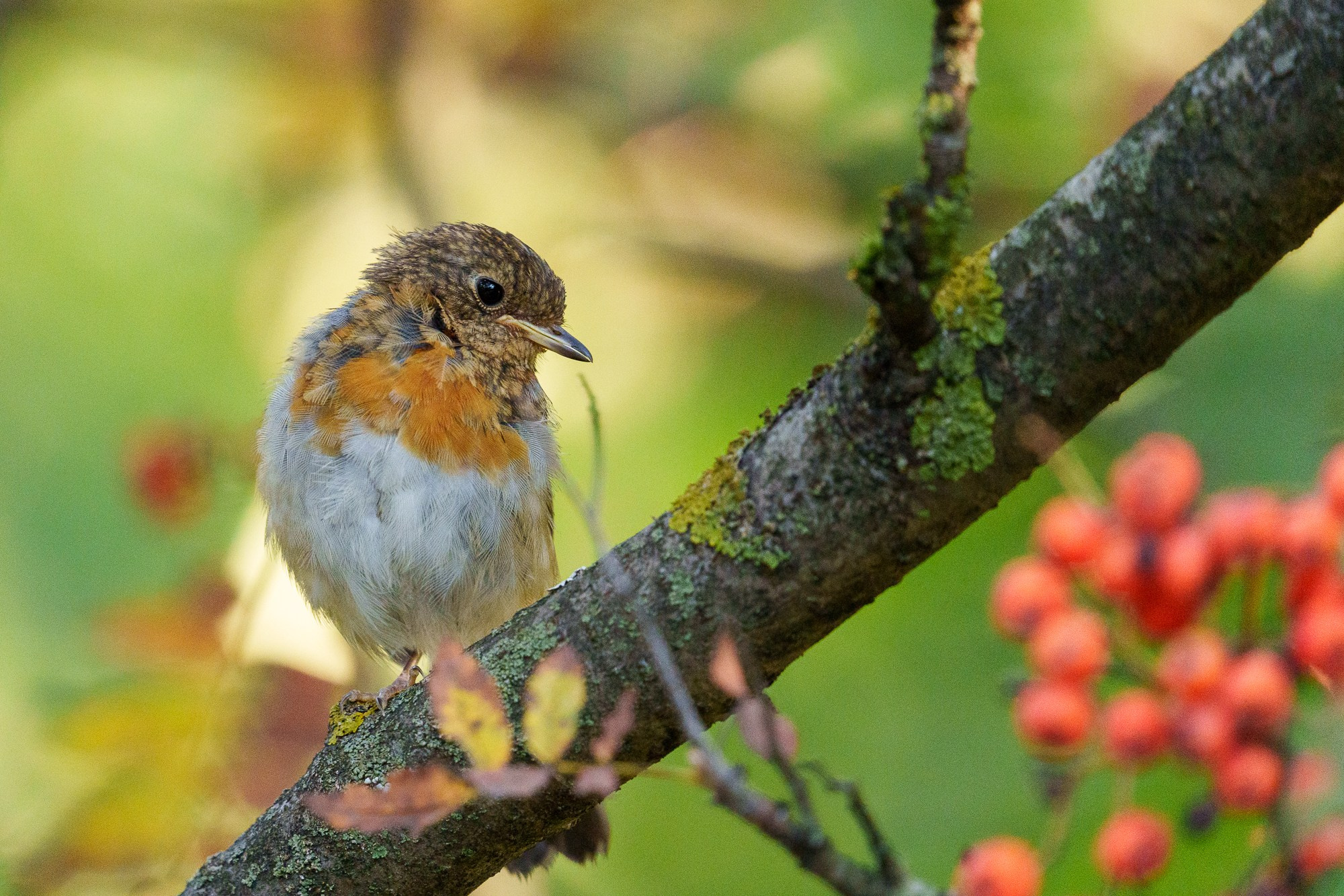 Удивительные мир птиц. Вокруг нас столько прекрасного — присмотритесь!. Ваш личный фотограф Марина Волкова