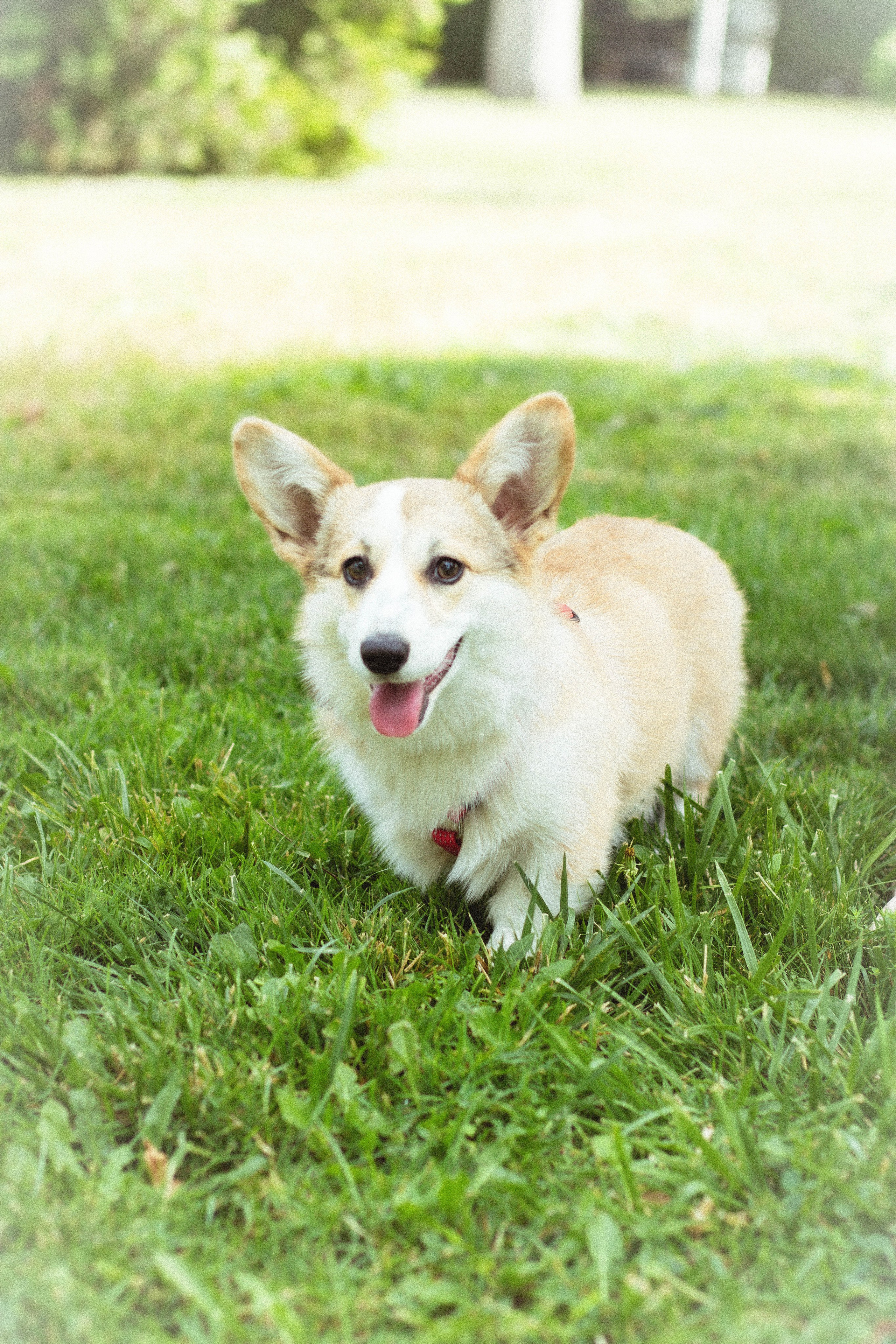 Таня и Джесси. Фотограф из Краснодара