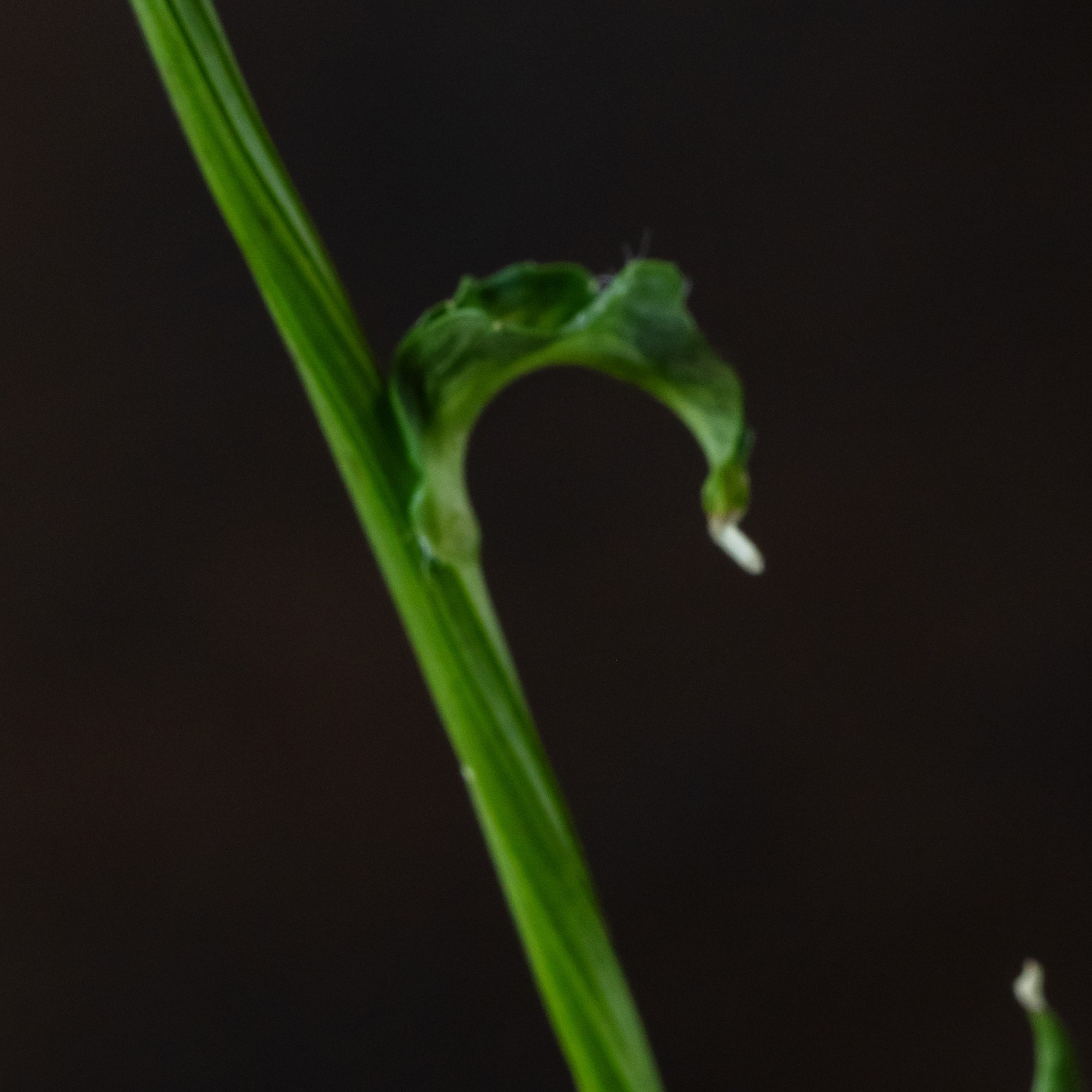 Indigo Mystery. Author’s fine art prints with international delivery