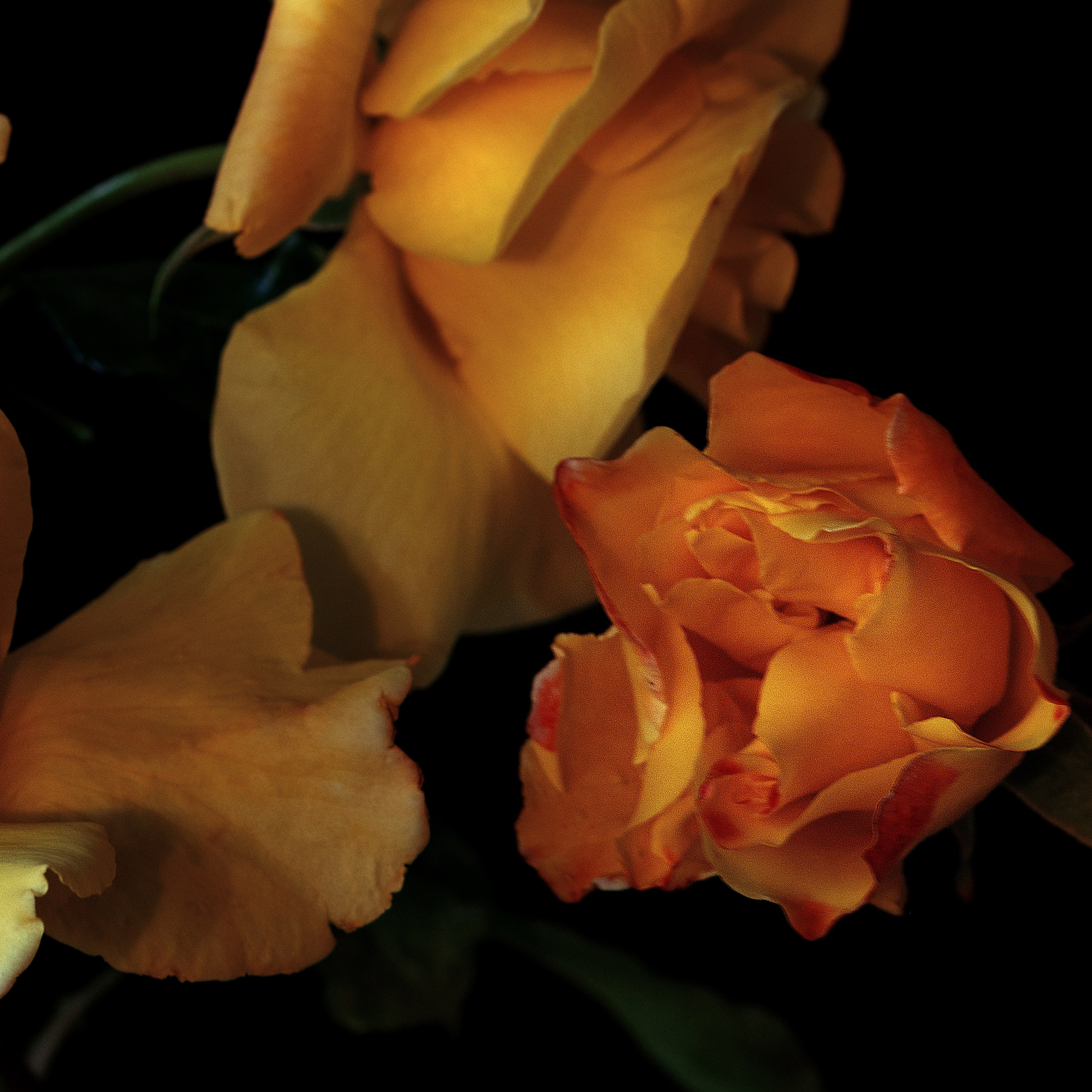 Yellow Queen. Author’s fine art prints with international delivery