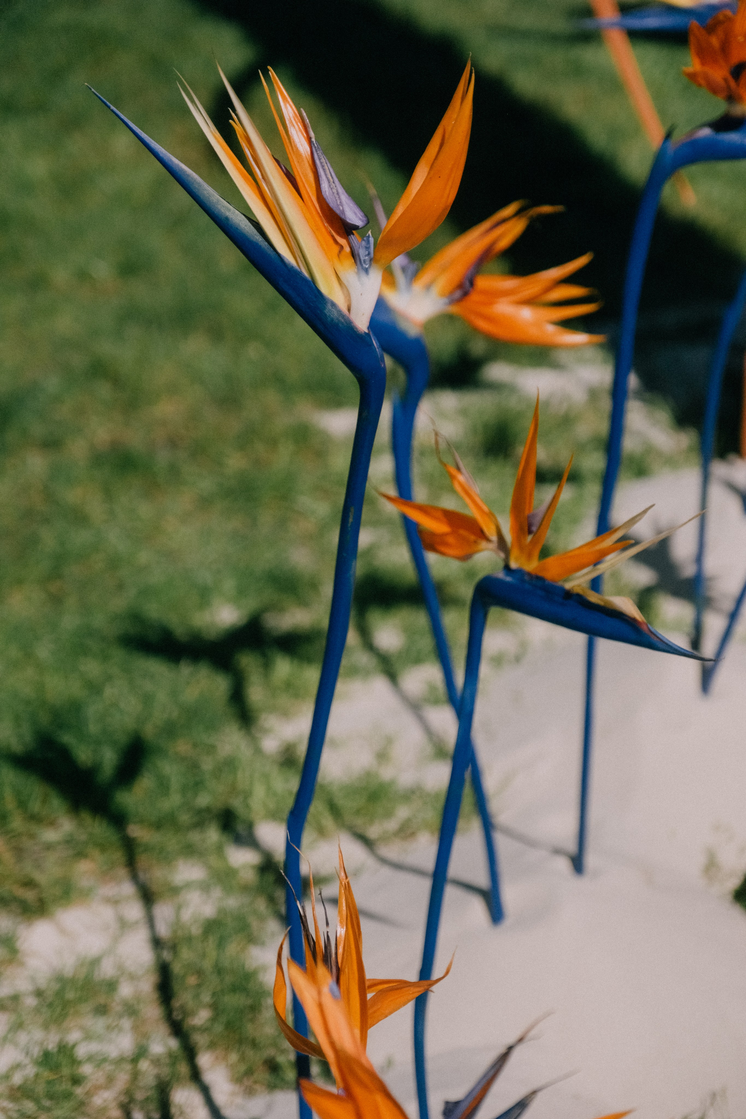 Аркея. Свадебный Видеограф Фотограф в Сочи