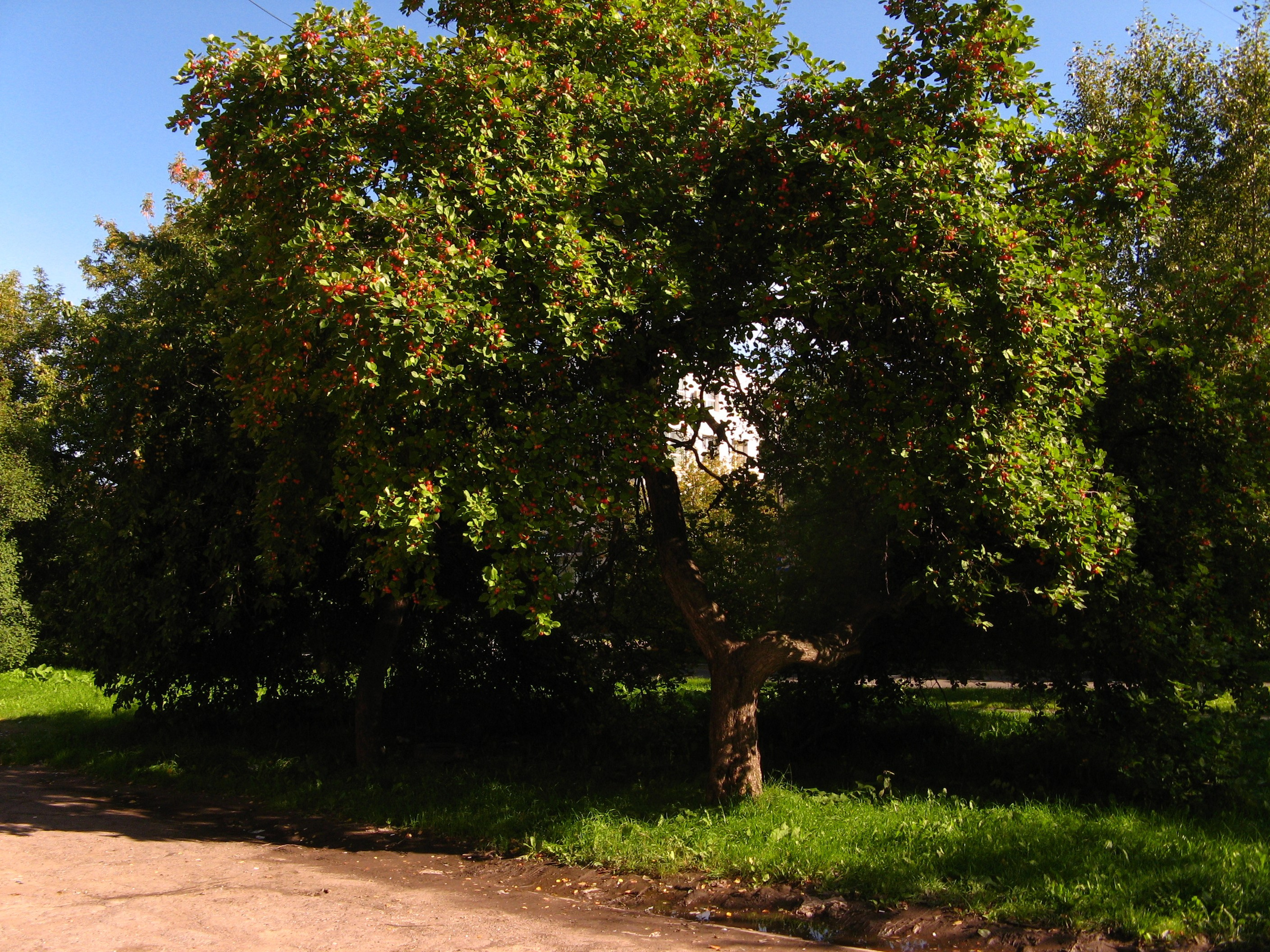 Сентябрь 2025. Den Mirov — Фотограф, Музыкант