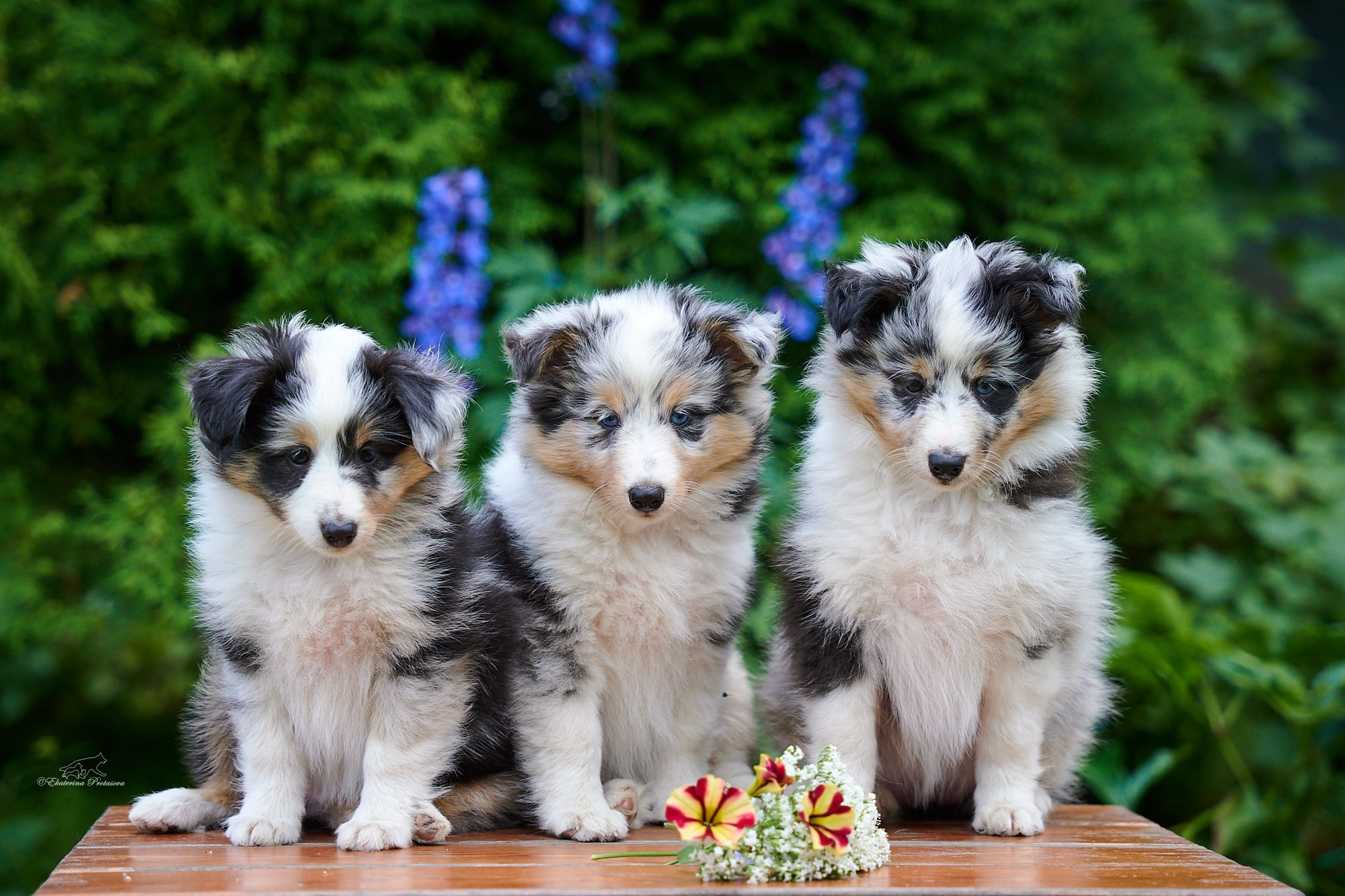 Шелтята. Фотограф-анималист в Иркутске