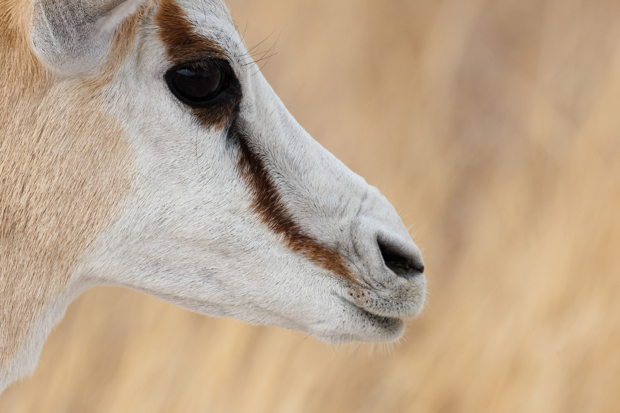 НАМИБИЯ. Роадтрип