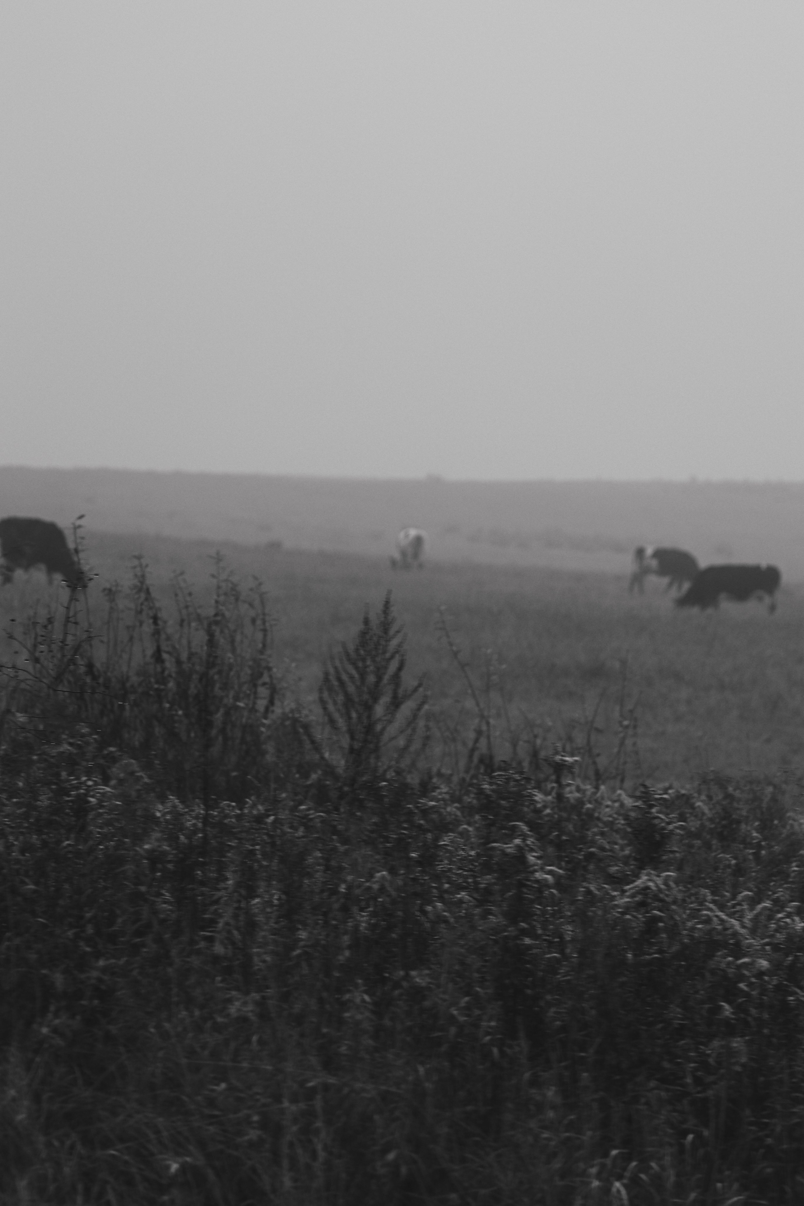 Т У М А Н. — Digital Noise —