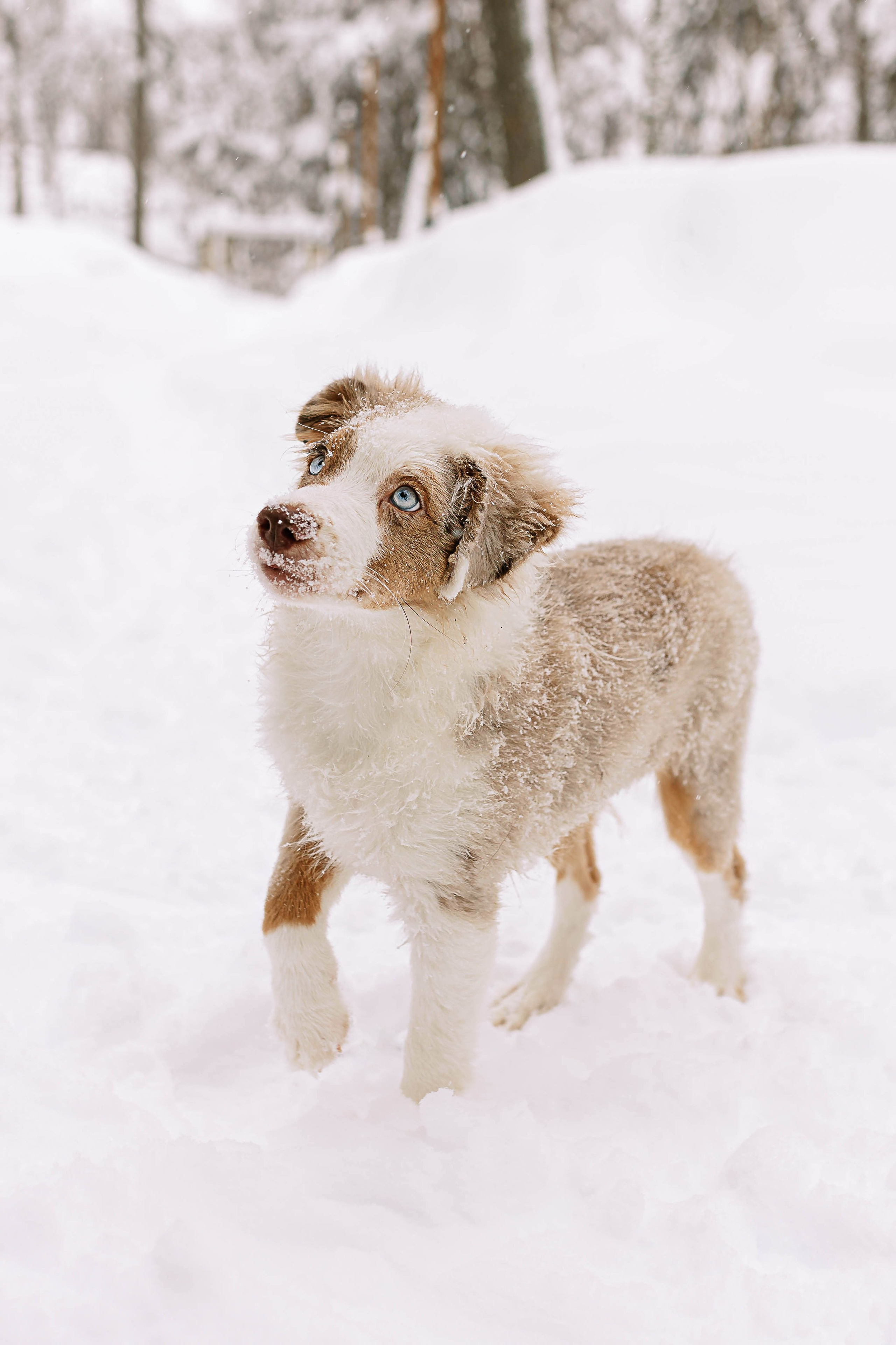 Миниатюрные американские овчарки. Прогулка в парке. Фотограф Александра Кузнецова