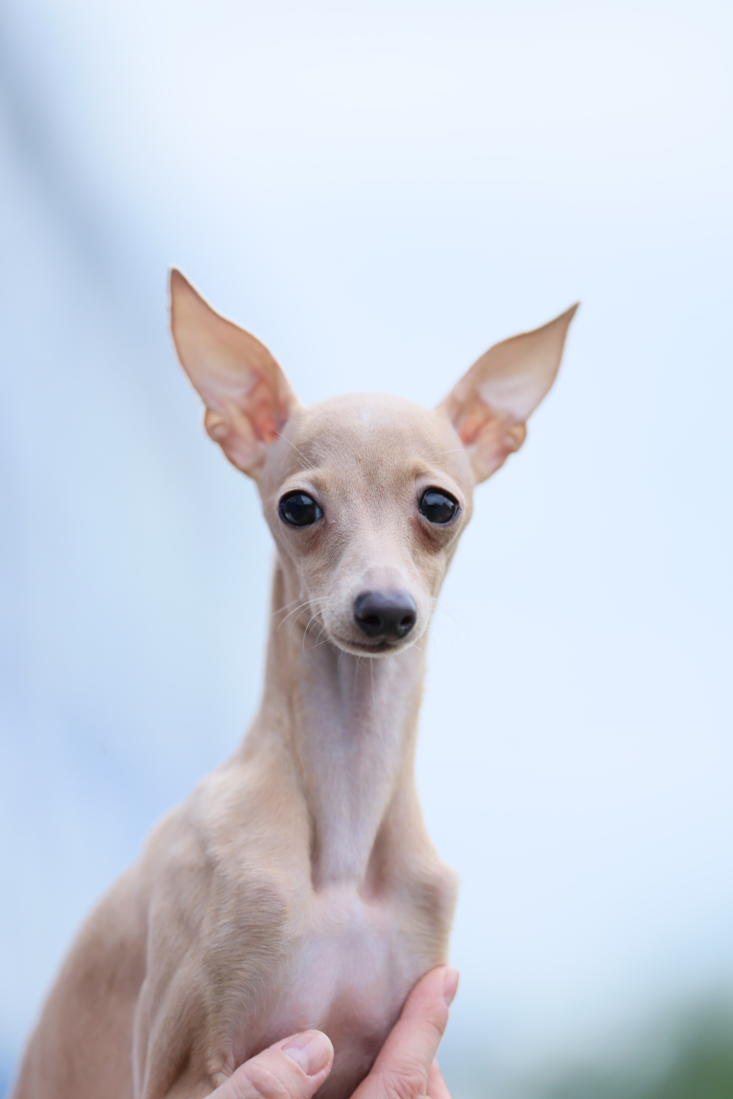 Кремовая Лекси. Professional Italian Greyhound Kennel RKF/FCI ASTI SAPPHIRE 💎 Sochi|St. Petersburg