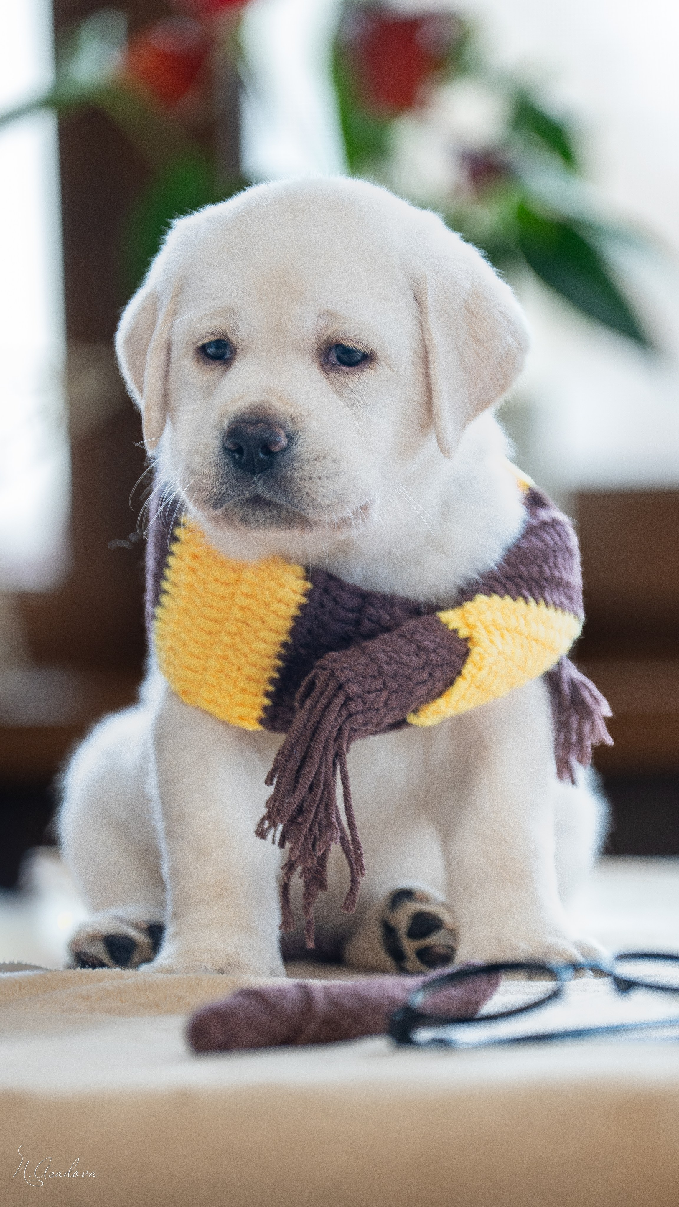 Лабрадоры Помет Ч. Фотограф-анималист Асадова