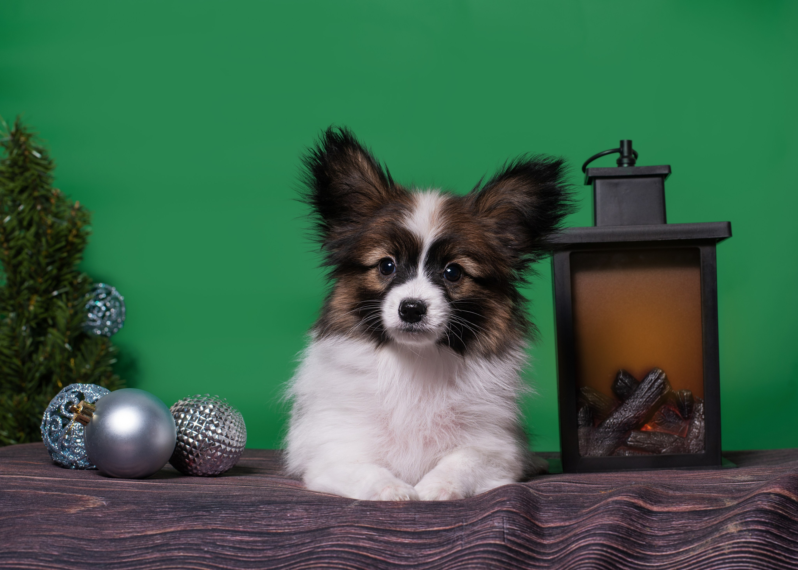 Папильончики. Дог-фотограф в Тюмени Александра Королева