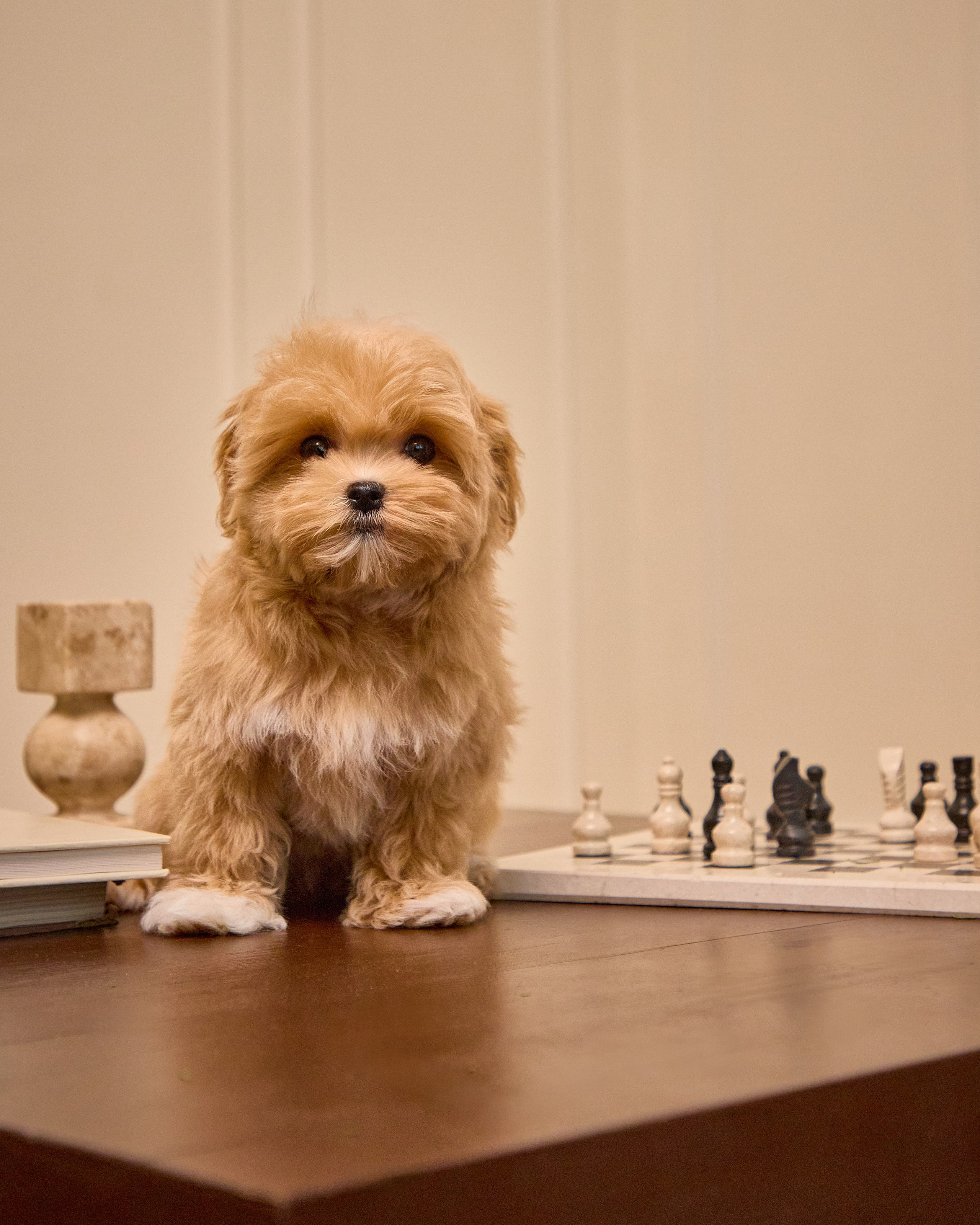 Dogs Maltipu commercial shoot. Святослав Лебедев | Рекламный фотограф — Коммерческая съемка, Арт-дирекшн, AI-интеграция