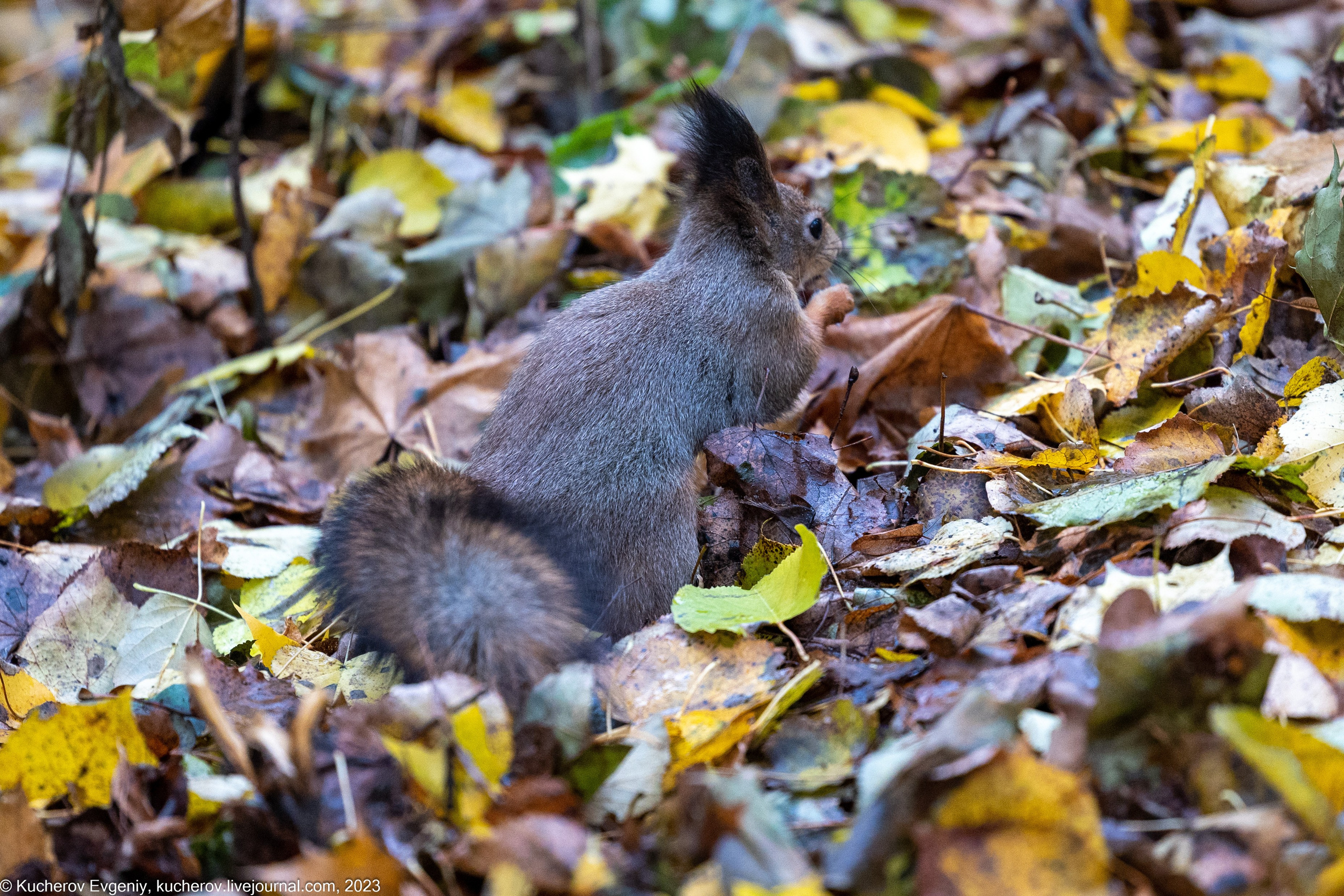 Белки. Царицыно. Кучеров Евгений. Фотограф