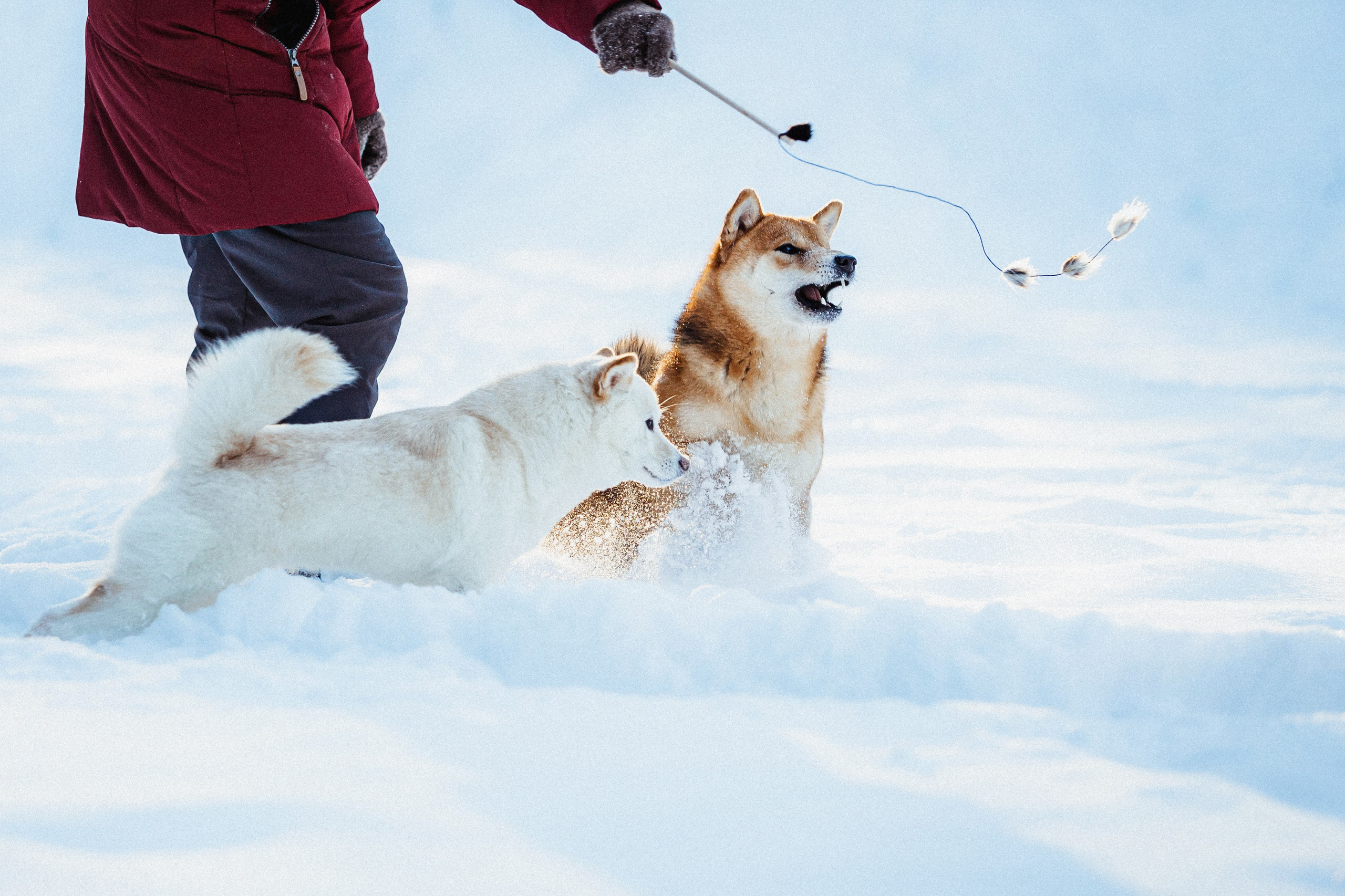 Шед, Цири и Ира