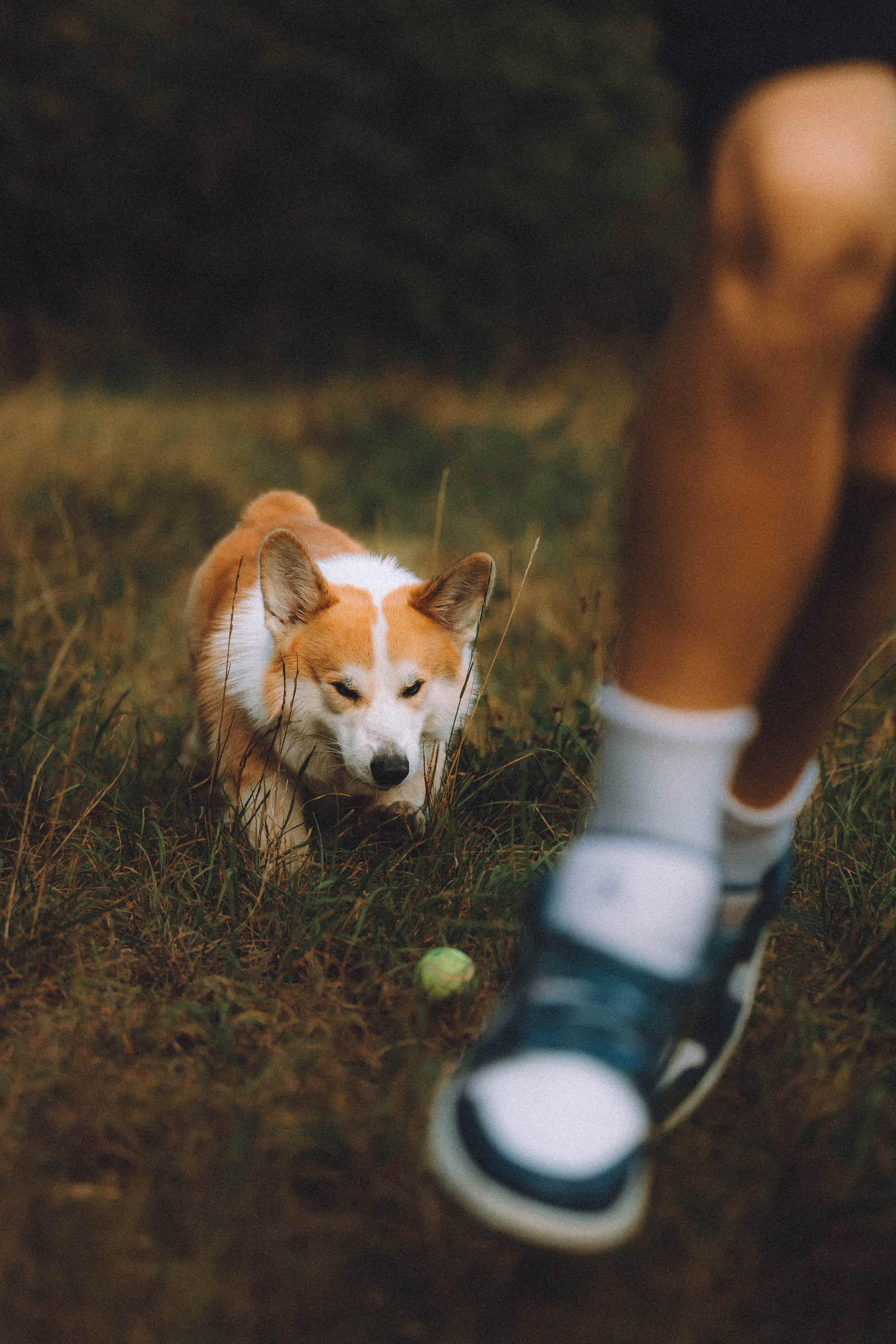Арчи и его семья