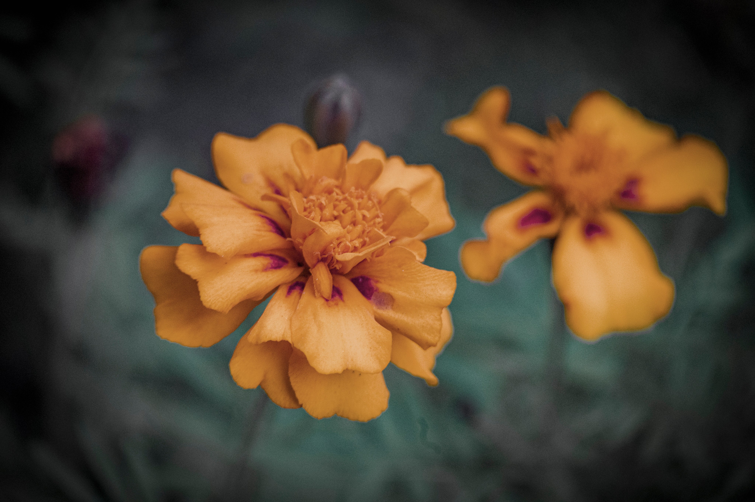 Осенние цветы. Фотограф Роман Адлер