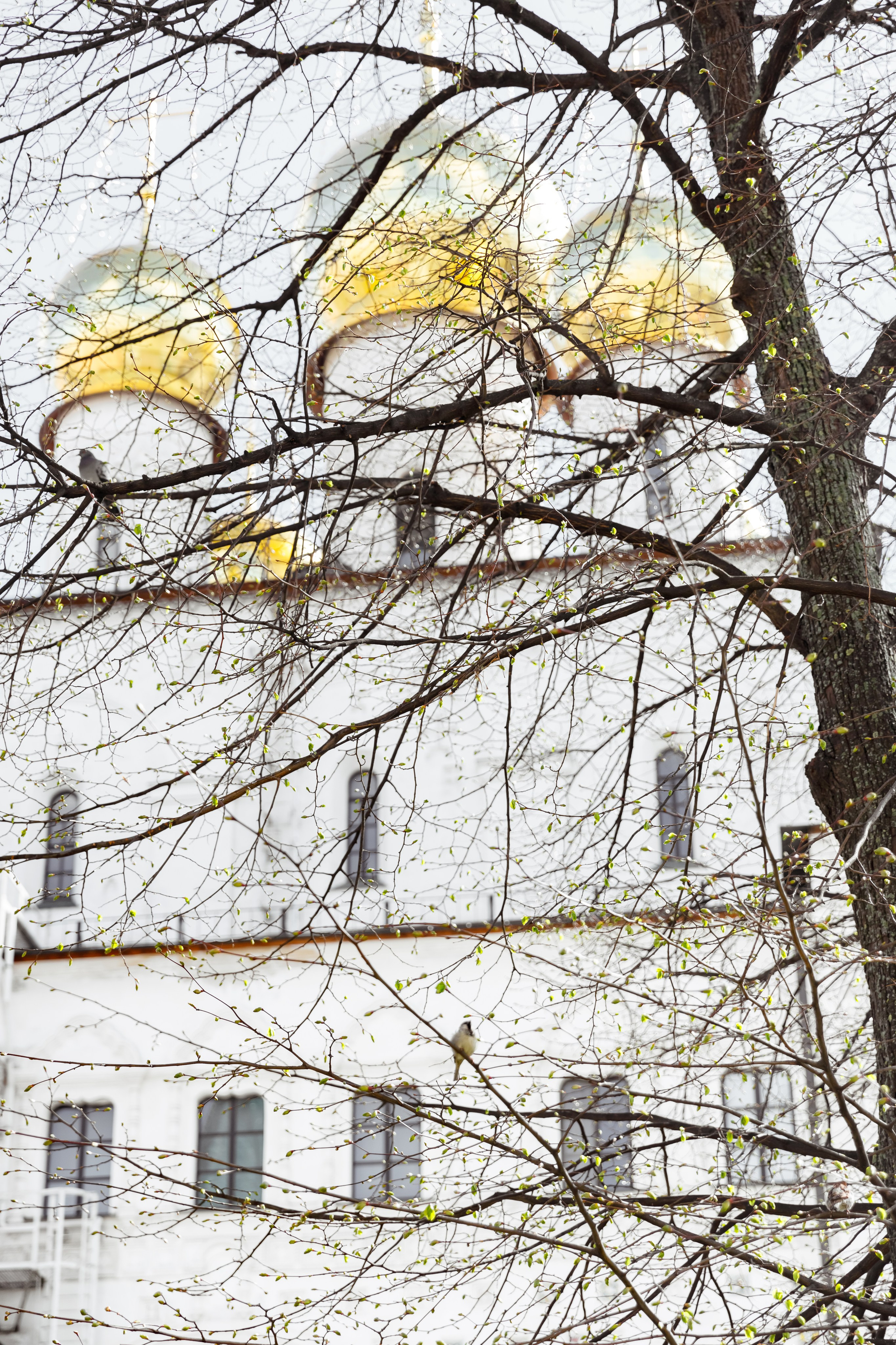 Феодоровский собор Венчание. Свадебный фотограф, крещение, венчание СПБ, Белгород Анна Коршунова