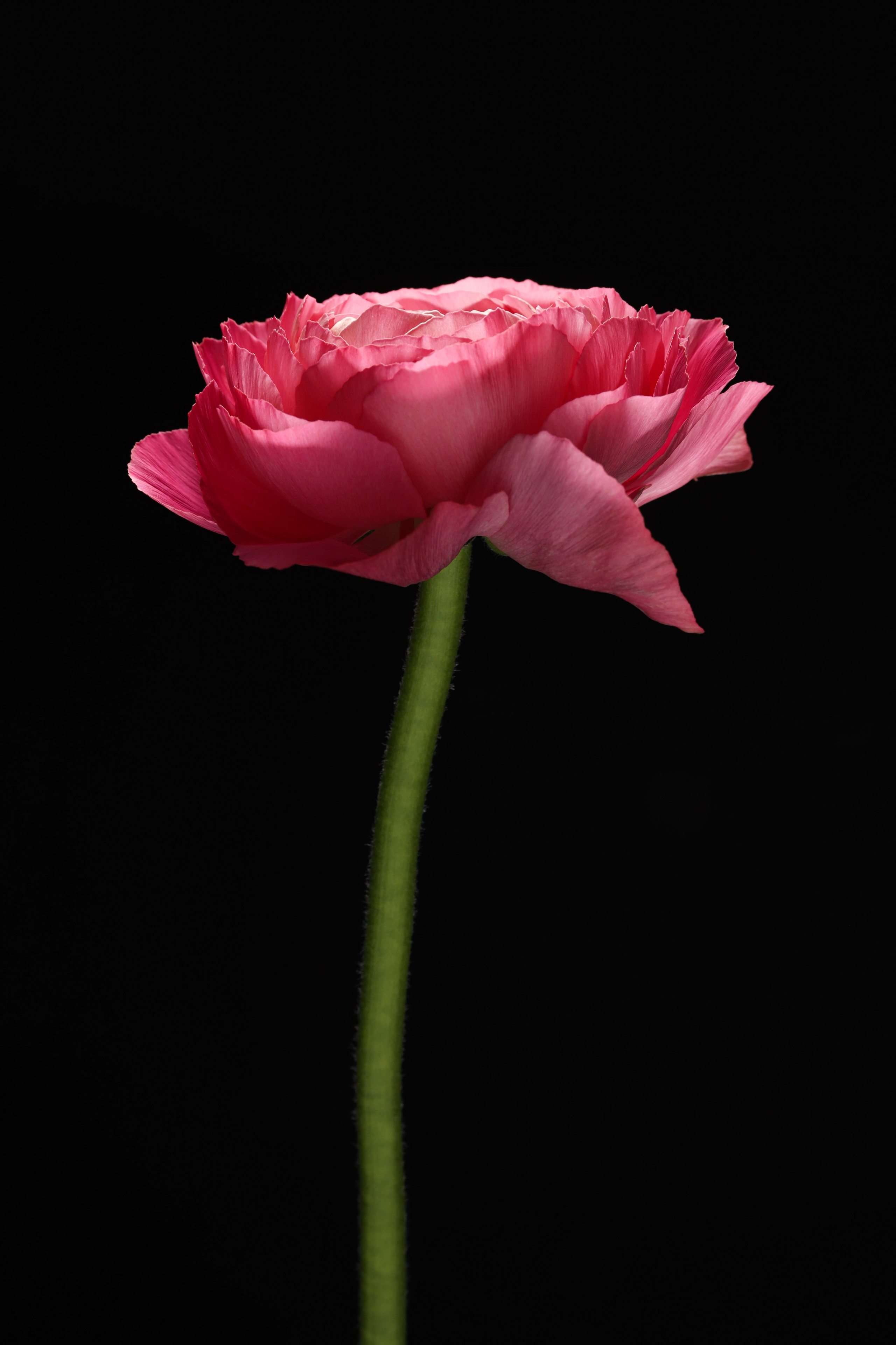 Предметная съемка. Фотограф Светлана Заплатина