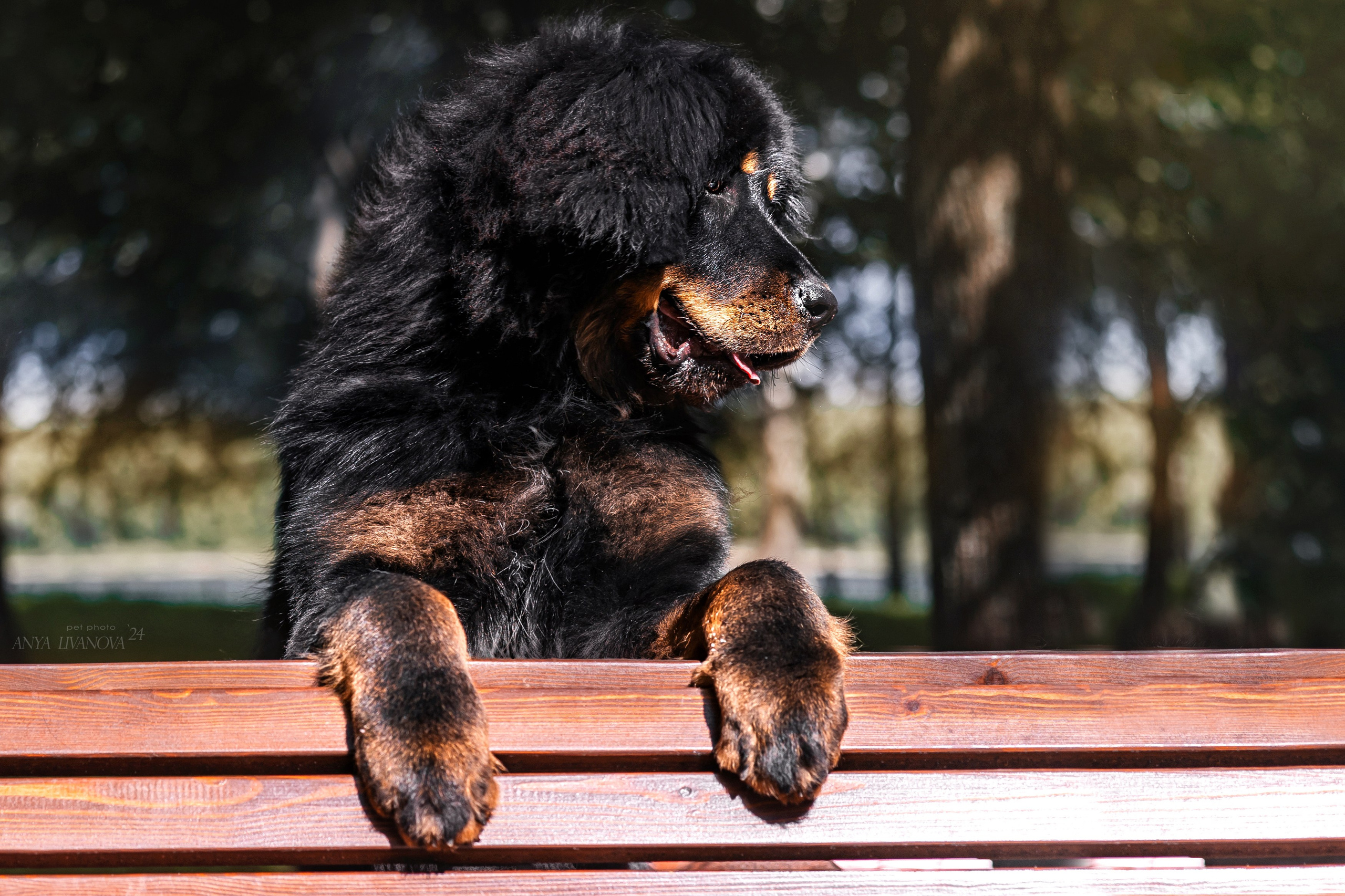 Адмирал. Фотограф анималист Аня Ливанова | Рыбинск