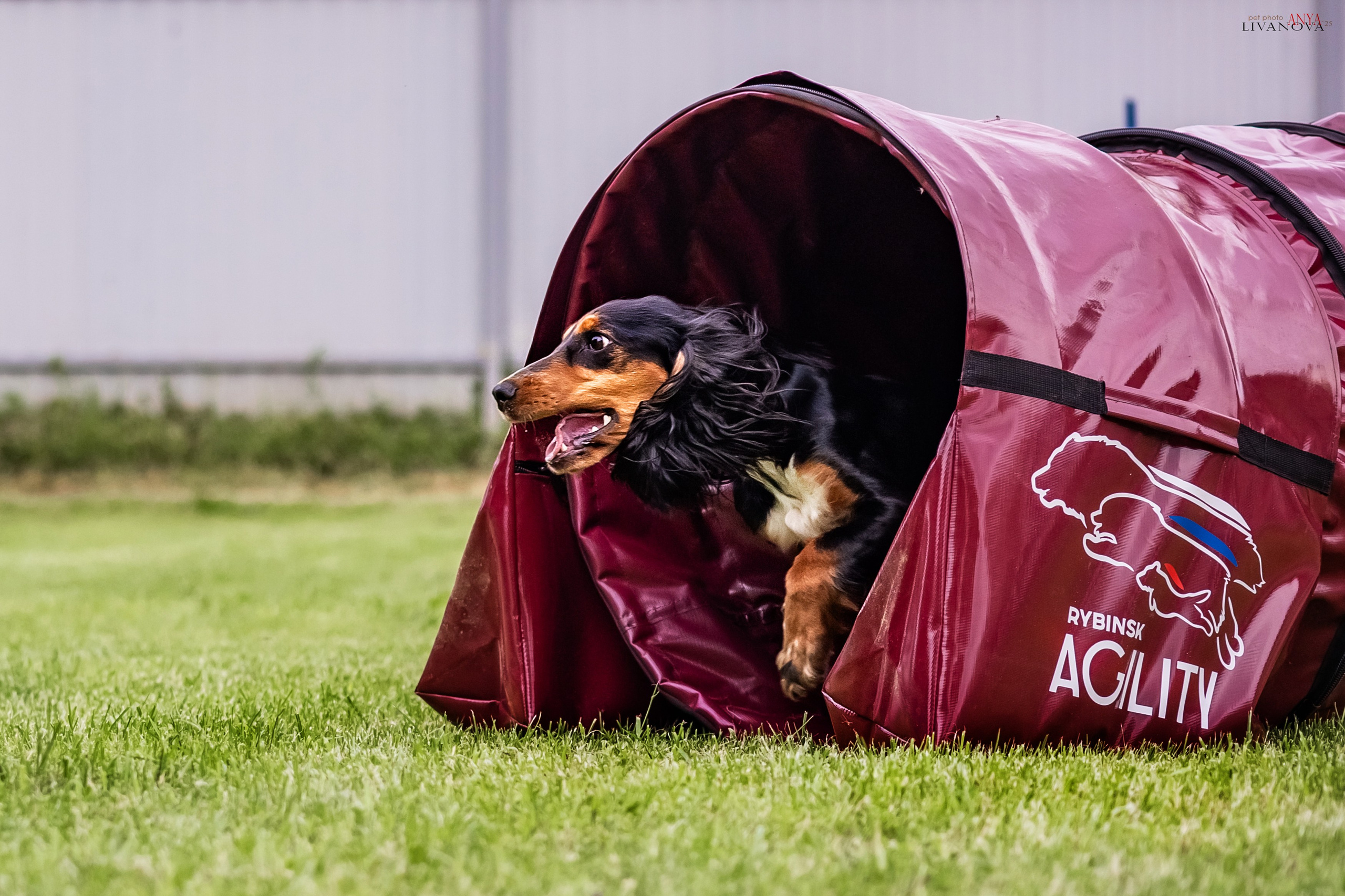 Аджилити Рыбинск. Фотограф анималист Аня Ливанова | Рыбинск