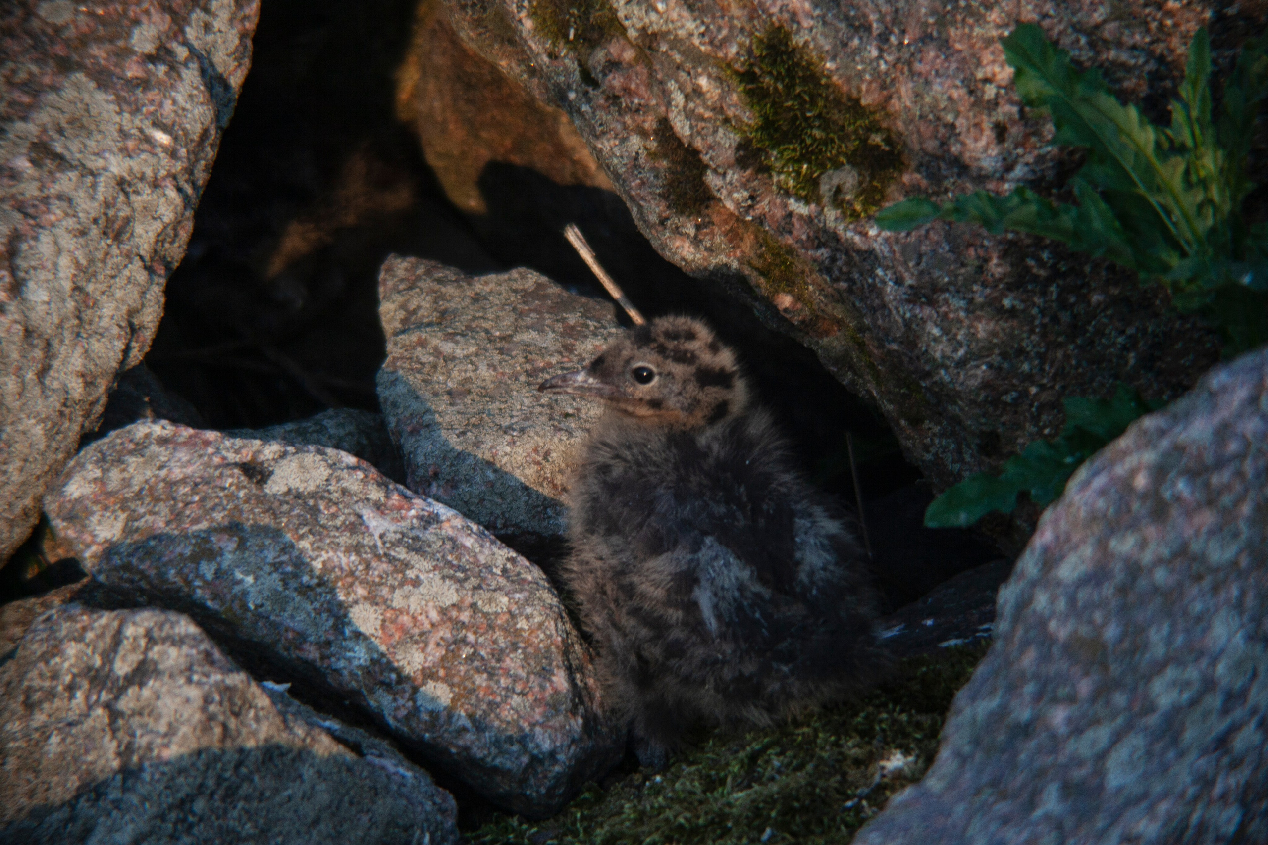 Птичий базар на заливе. Фотограф Адигамова Юлия в Петербурге
