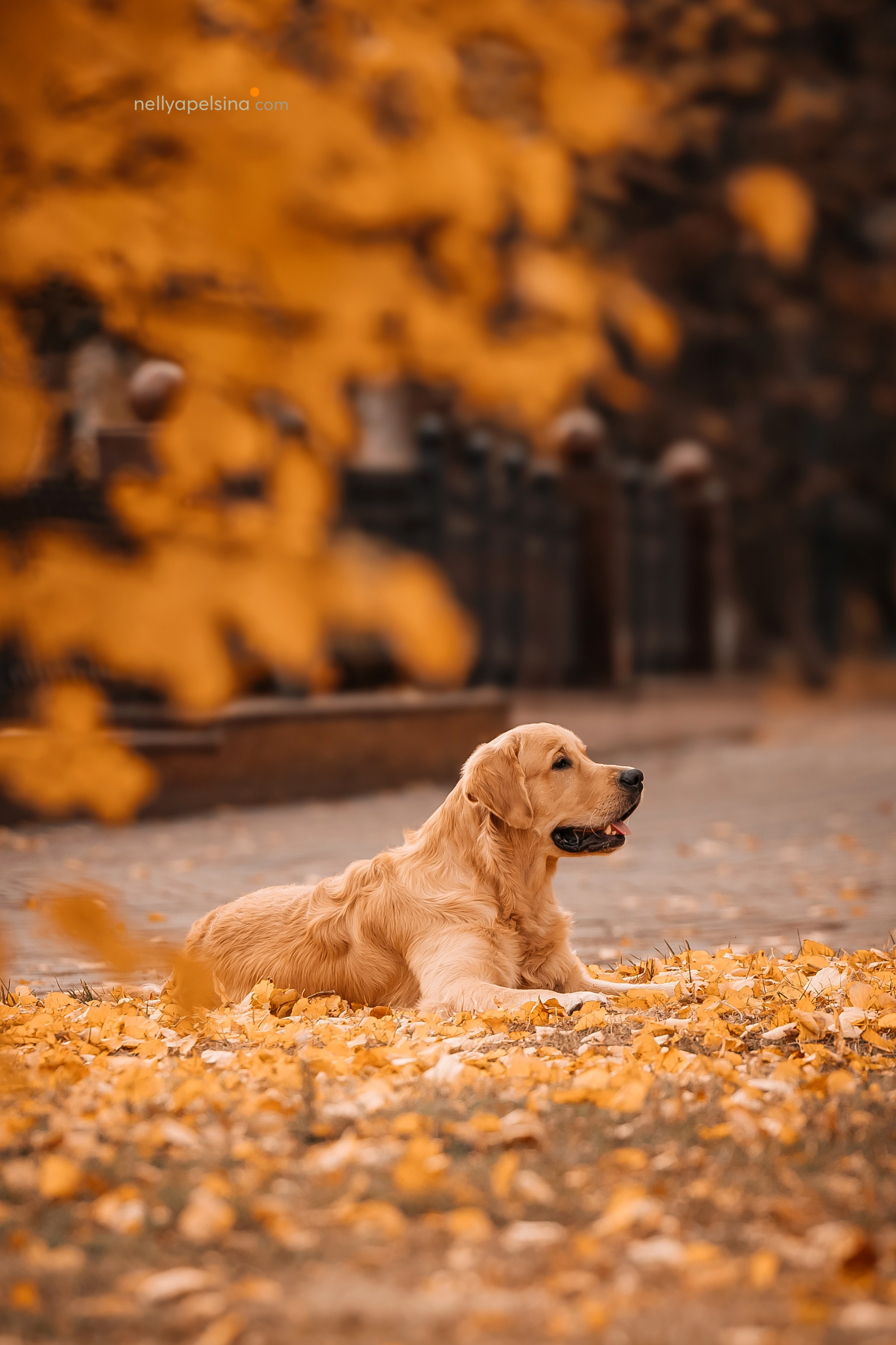 Настя, Дима, Олег и Арчи. Фотограф Нелли Самойлова