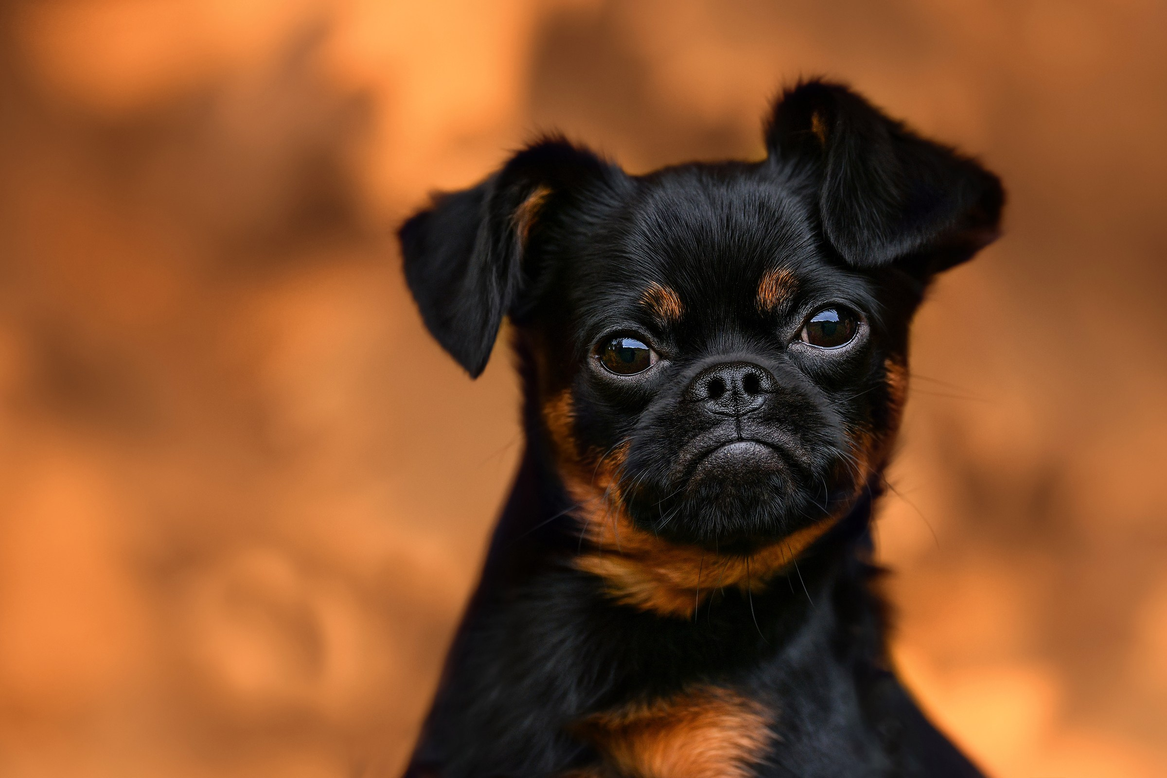 Ваш питомец. Портфолио