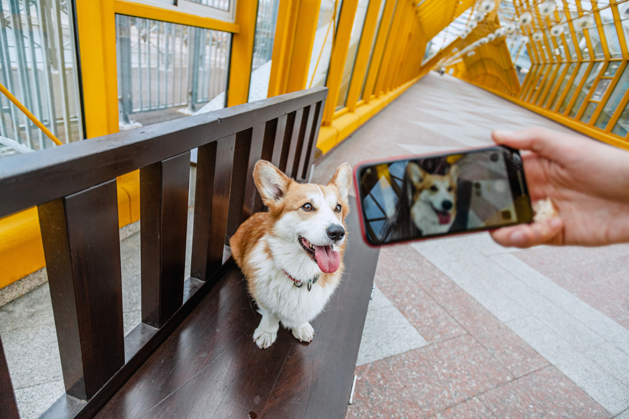 Андреевский мост. Фотограф-анималист Татьяна Степанова