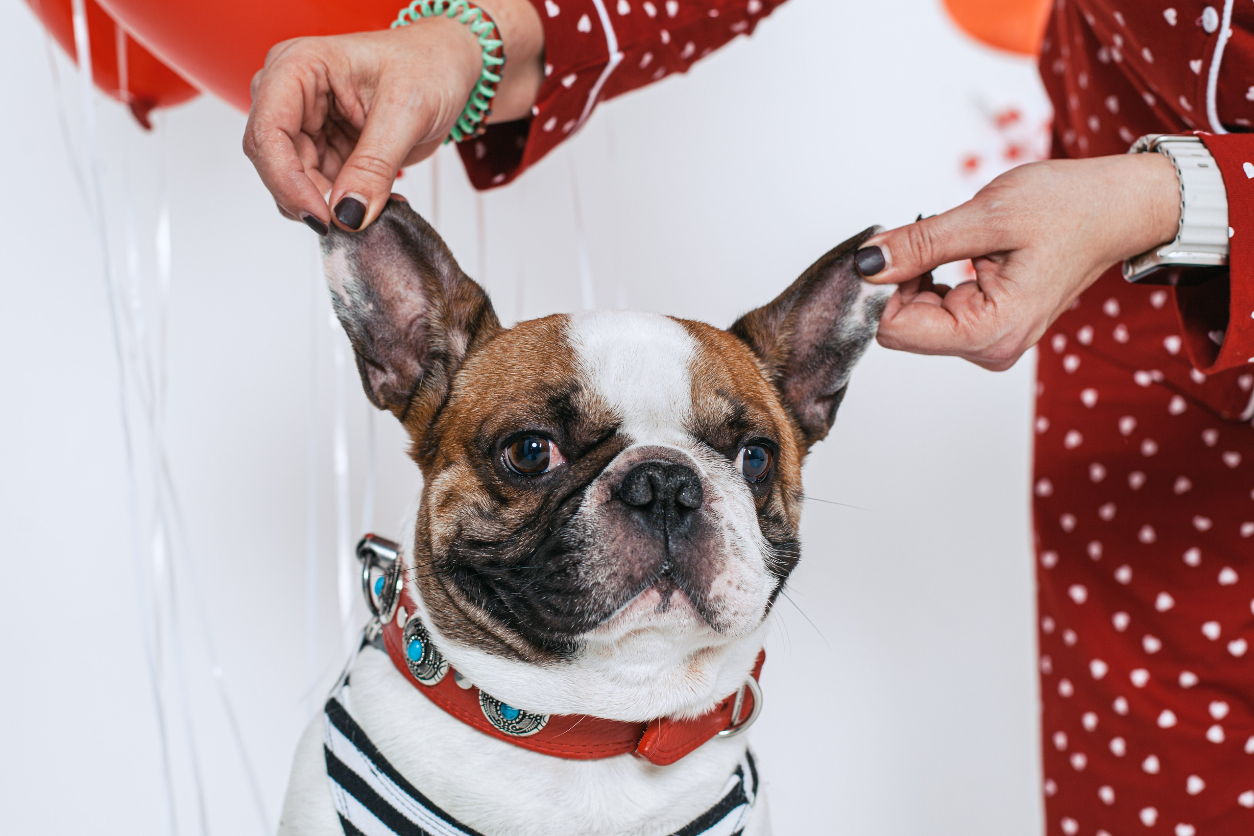 Пижамная вечеринка французских бульдогов и их хозяев. Фотограф-анималист Татьяна Степанова