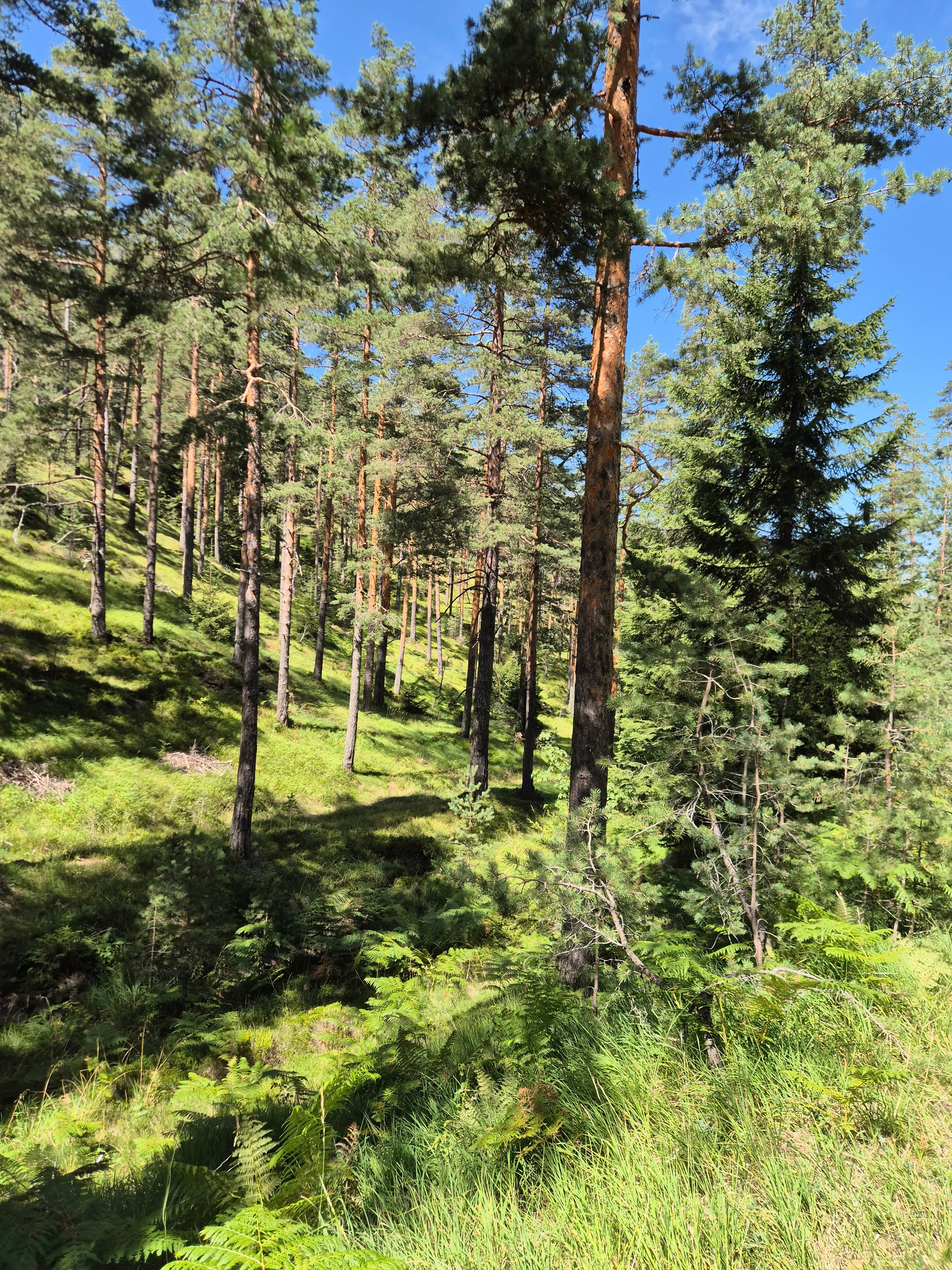 В городе много отелей, ресторанов, магазинчиков. Цены при этом ниже Белграда, и по всей Сербии - ниже российских