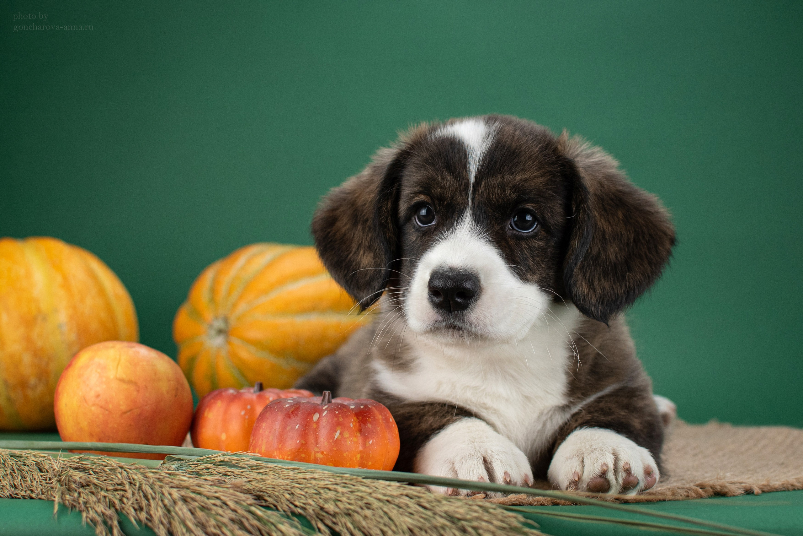 Съемка щенков. Фотограф анималист в Ростове I Гончарова Анна