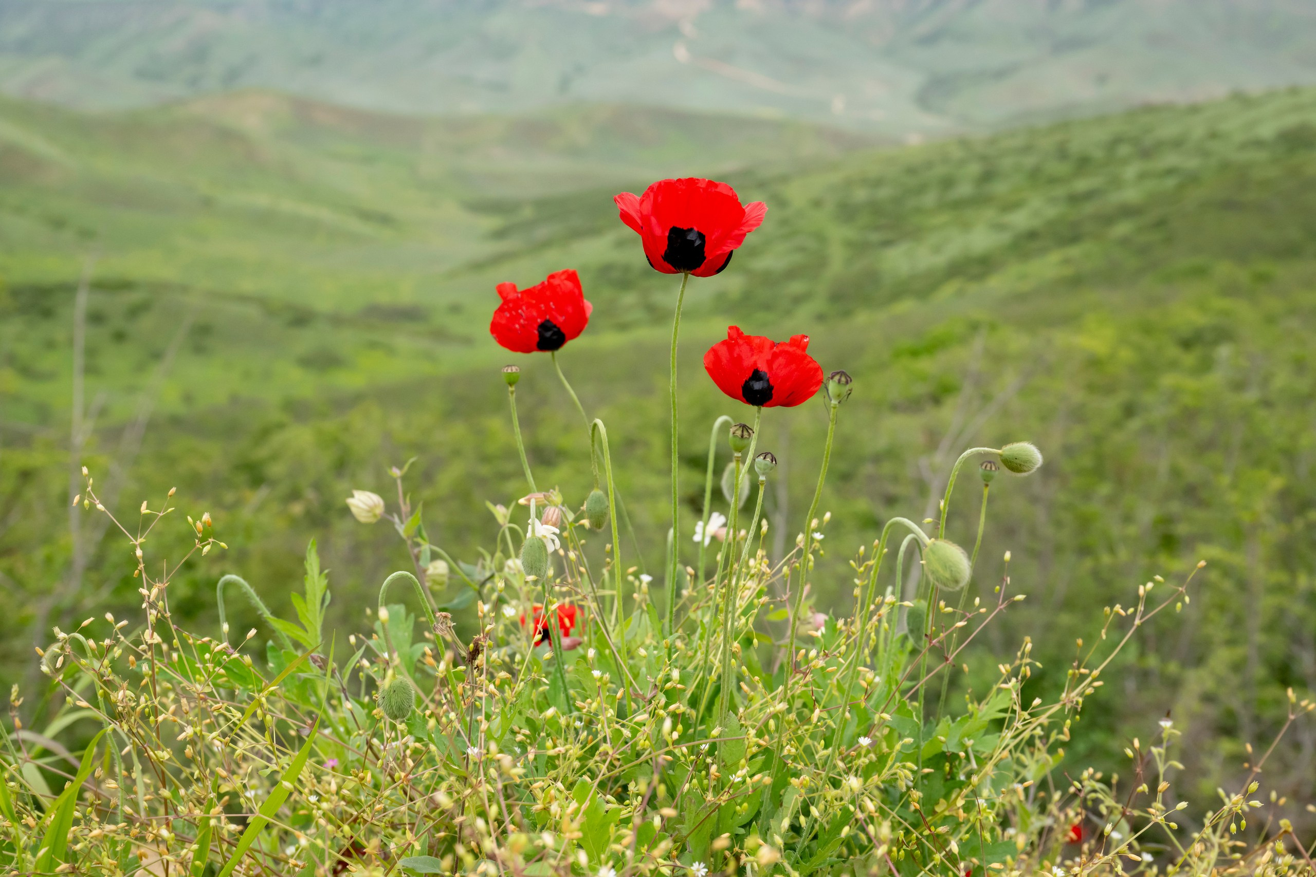 Дикая природа Дагестана. Май 2025 г. Foto-Zuev фотография как искусство