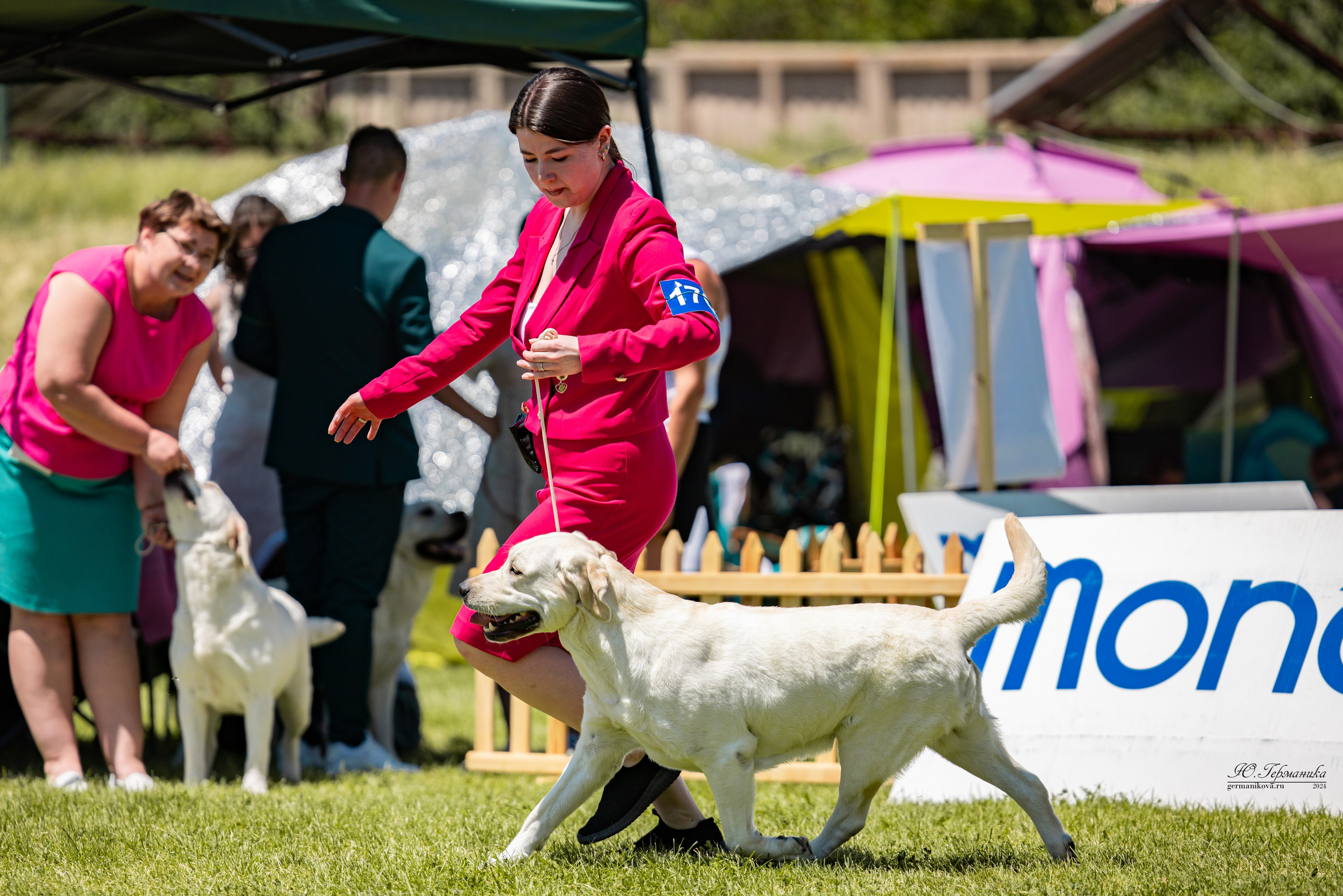 Ереван 3-5.06.2024. Фотограф-анималист Юлия Германика