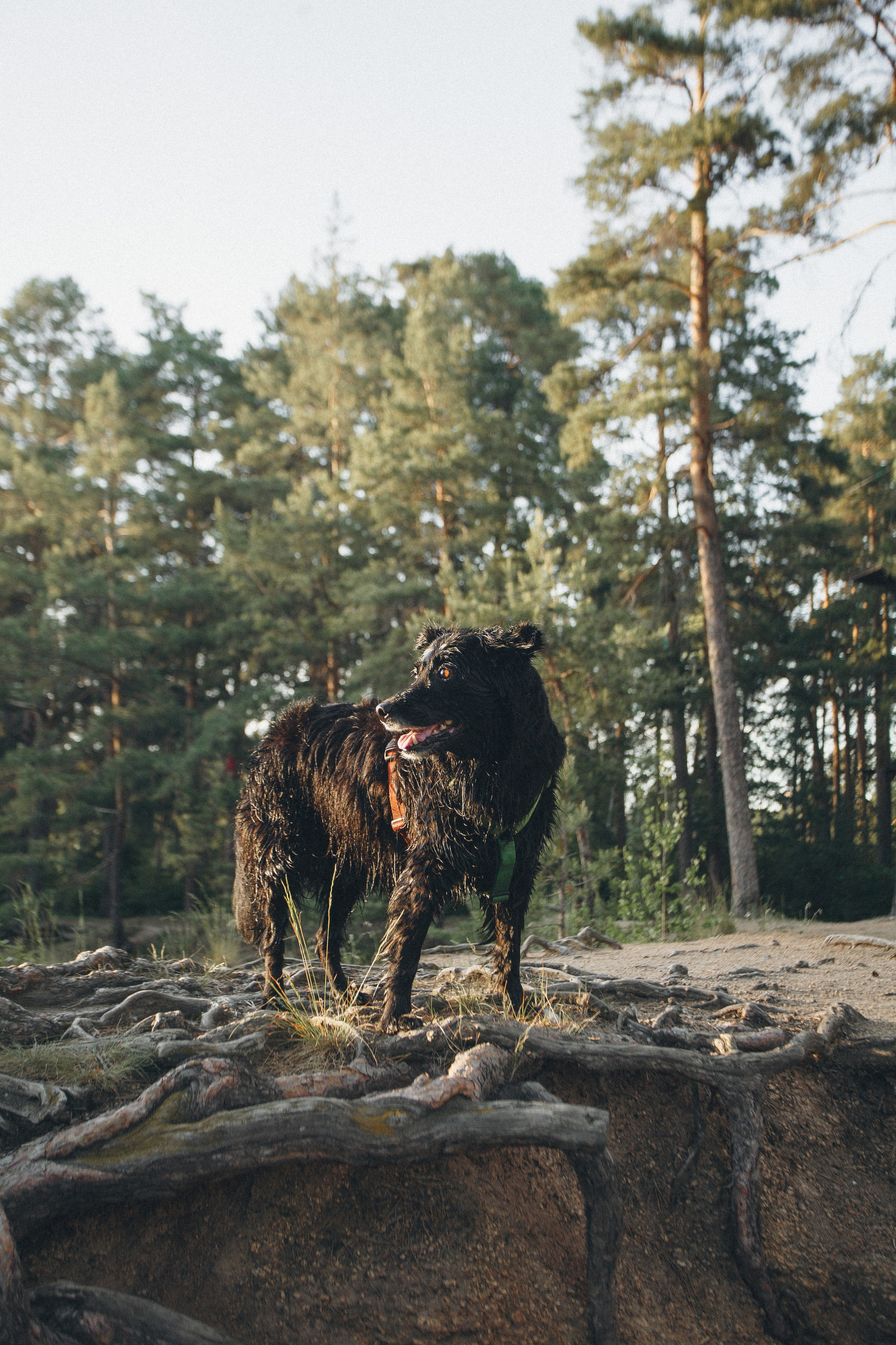 Ваши фотографии. Фотограф анималист Осипчикова Мария