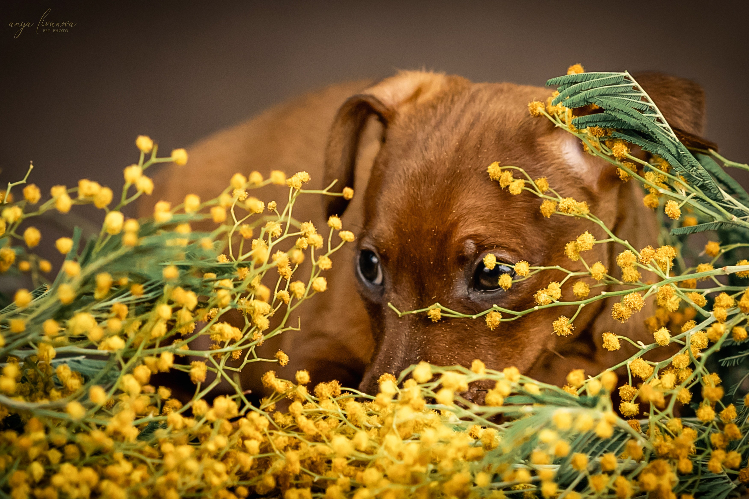 Пинчеры в мимозе. Фотограф анималист Аня Ливанова | Рыбинск