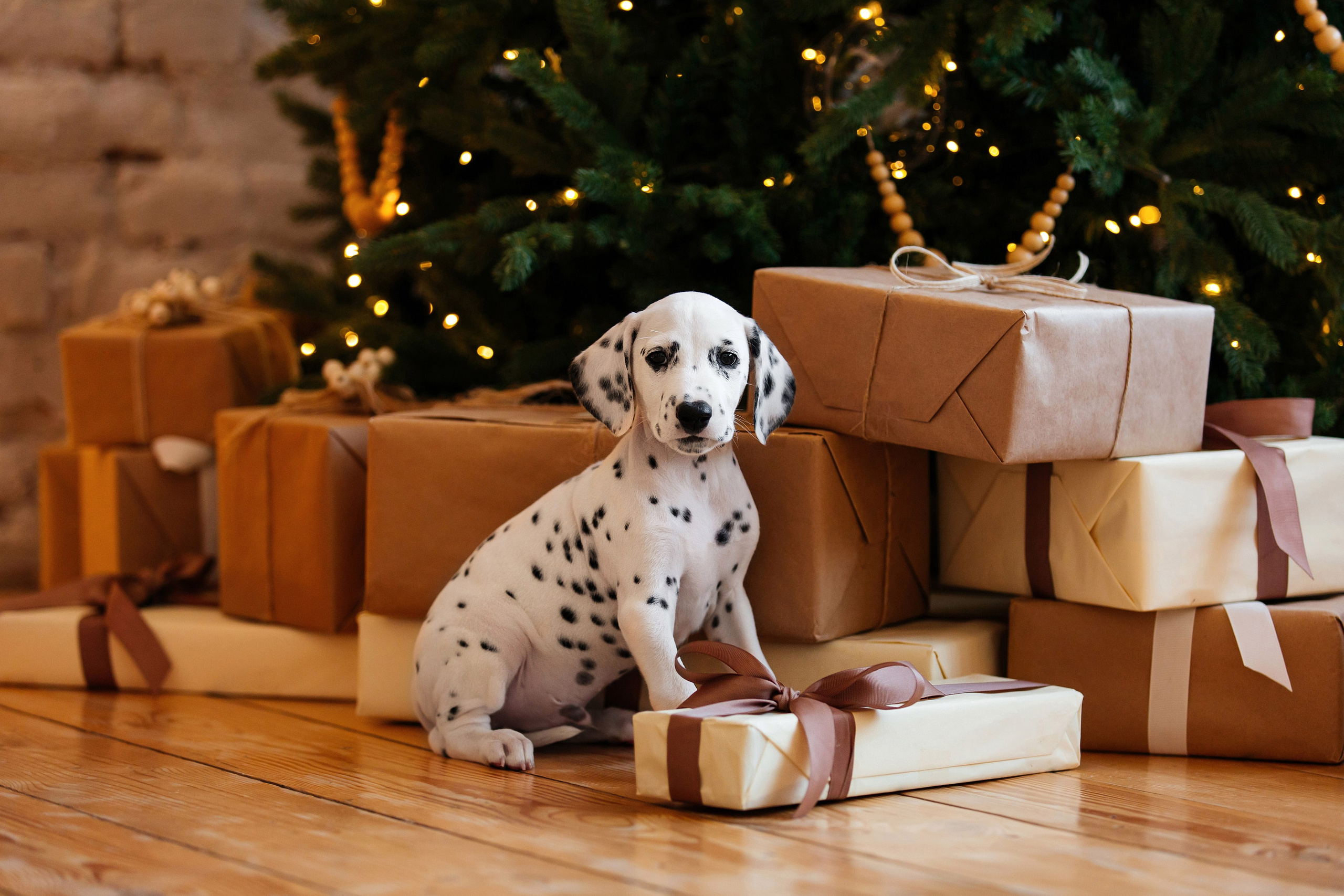 Далматины в новогодней фотостудии. Фотограф-анималист в Краснодаре Маша Мельникова