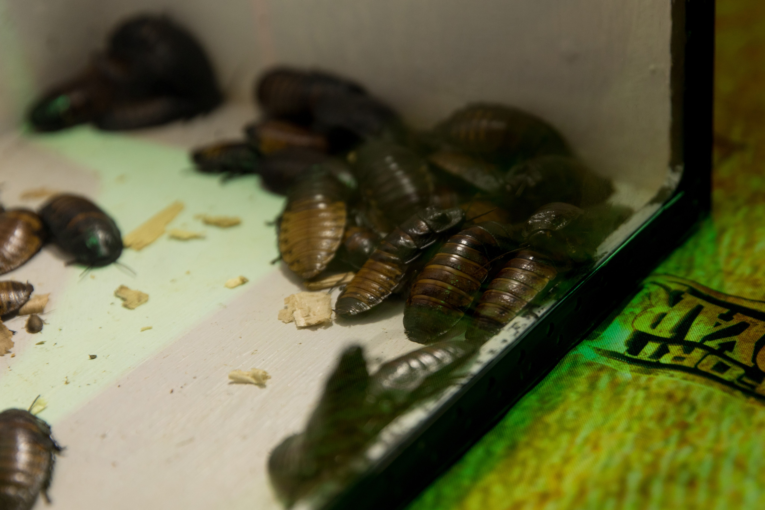 Юбилей Юлии. Свадебный и семейный фотограф Марина Злочевская