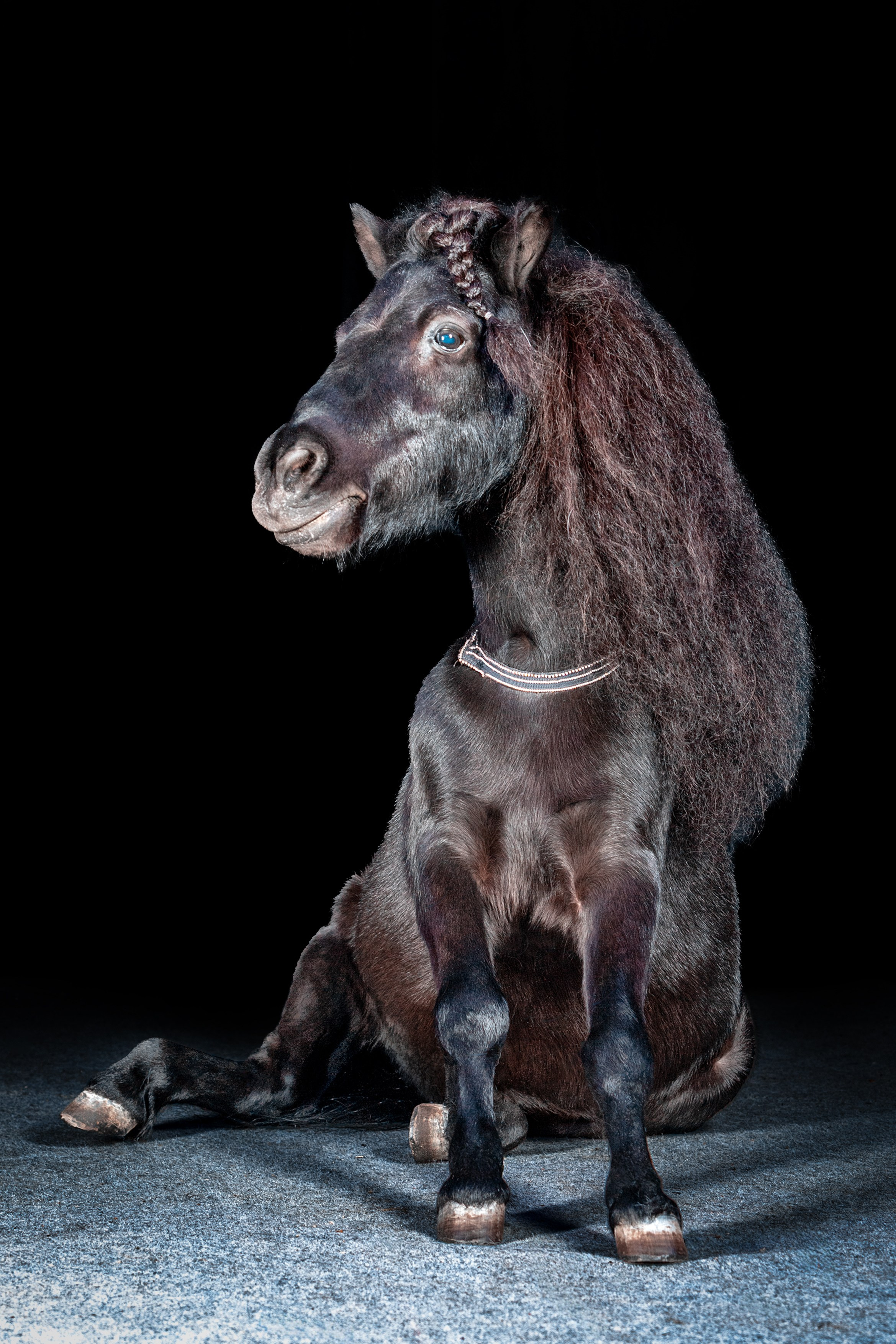 SHUSTOVI/ANIMALS. Sveta GOSHTAUTAS фотограф Пермь