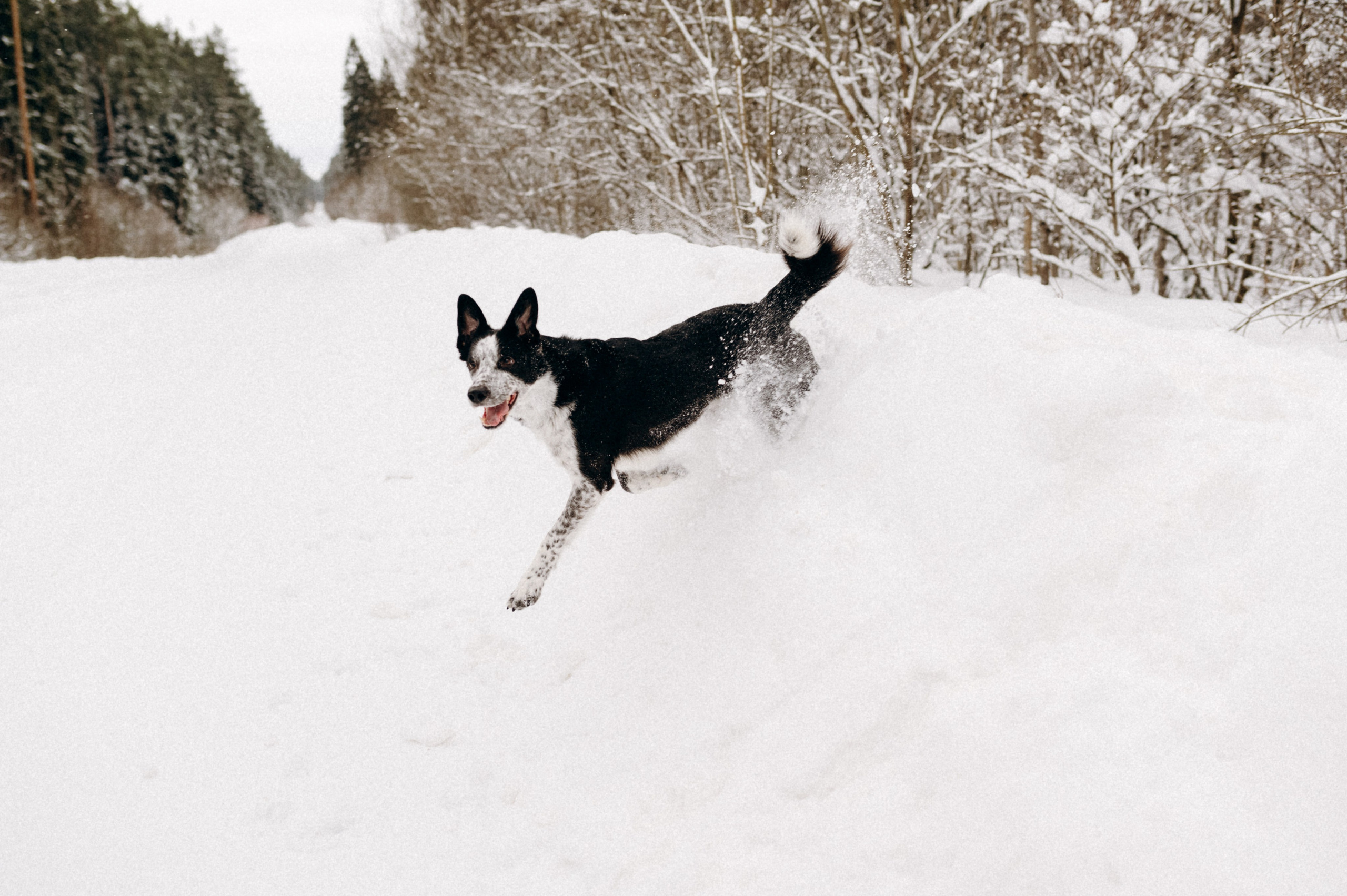 Аня и Милан. Фотограф анималист в Москве Ольга Агушева