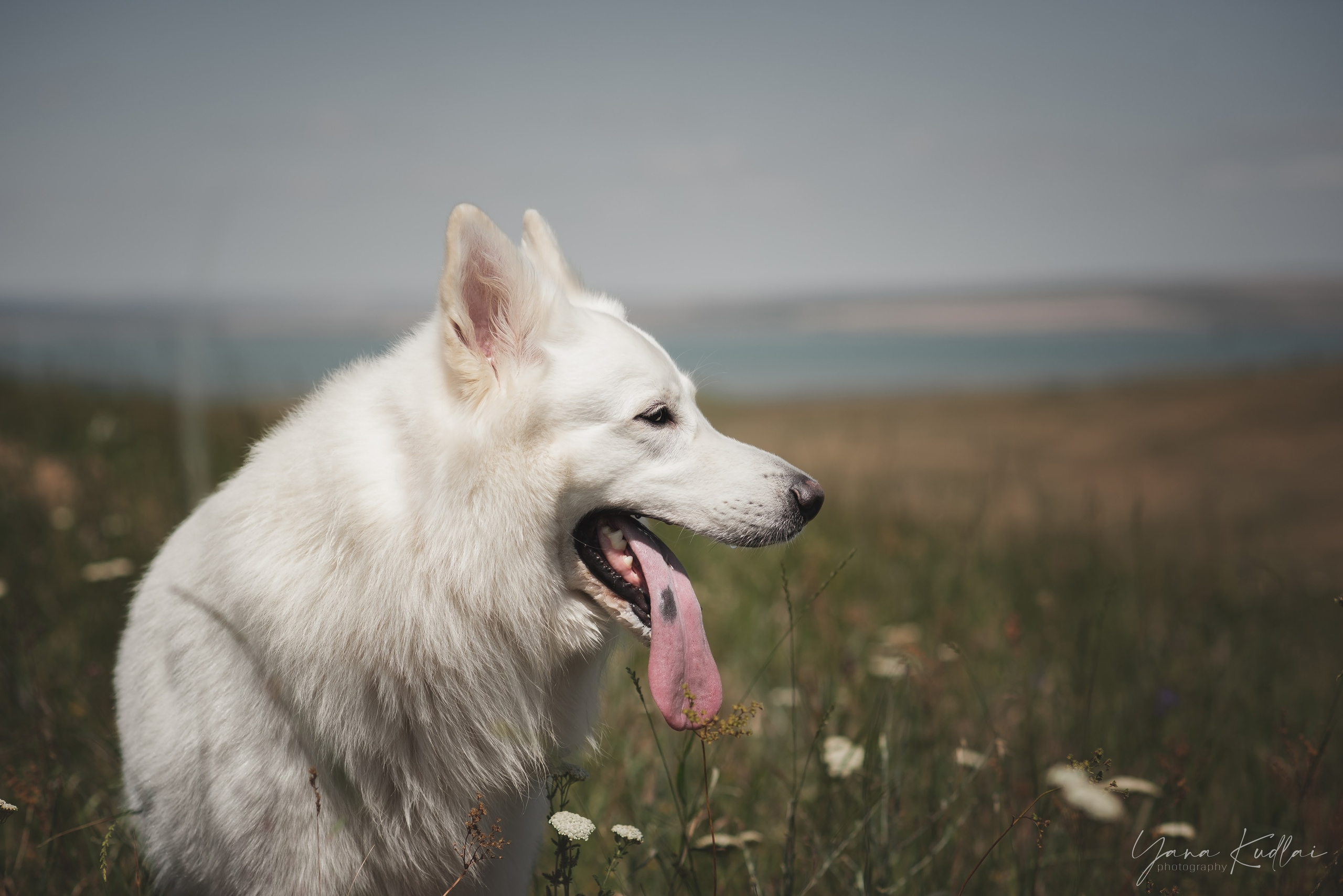 Одно солнечное утро. Фотограф анималист Ставрополь Яна Кудлай