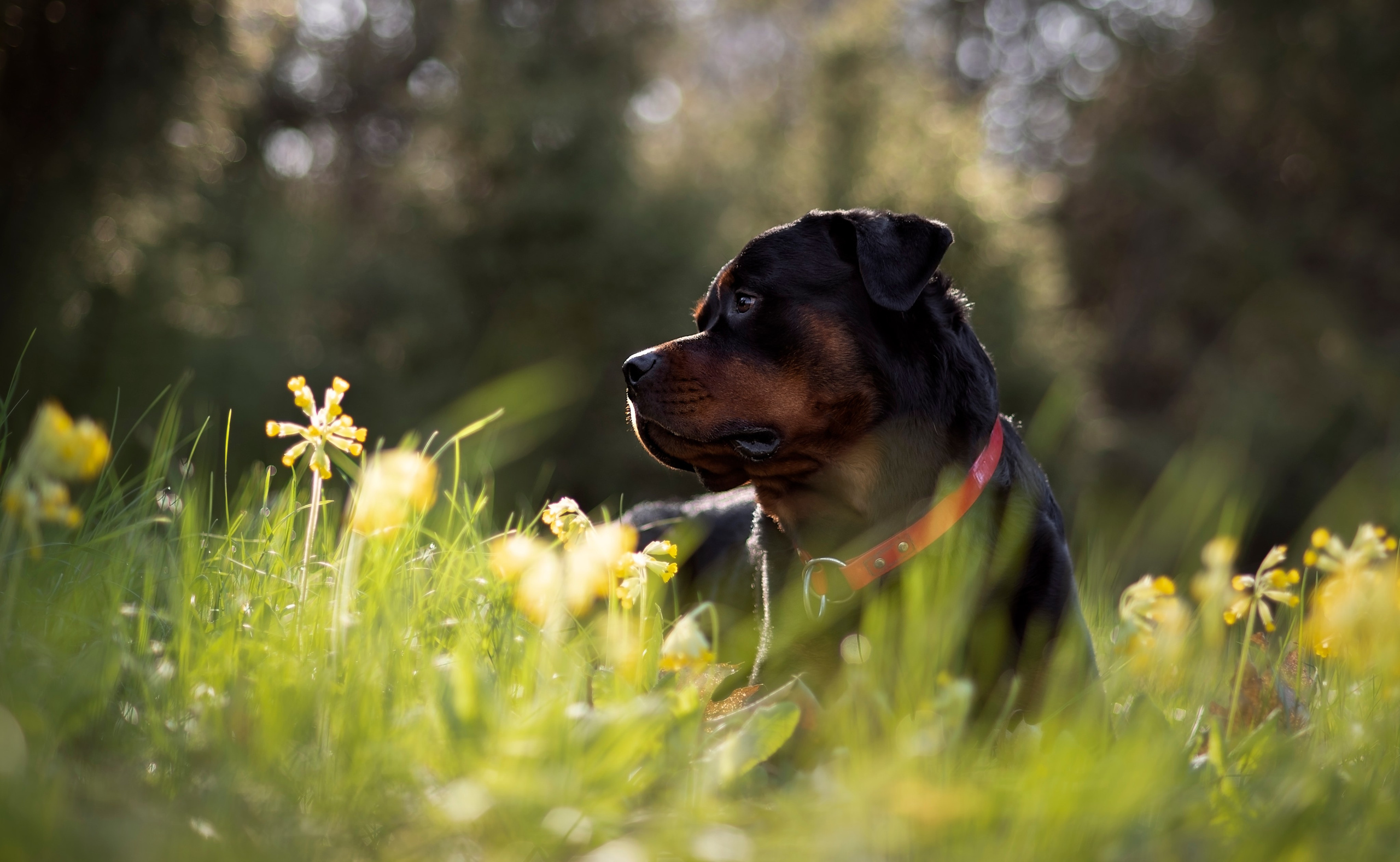 Кайрос. Фотограф анималист Ставрополь Яна Кудлай