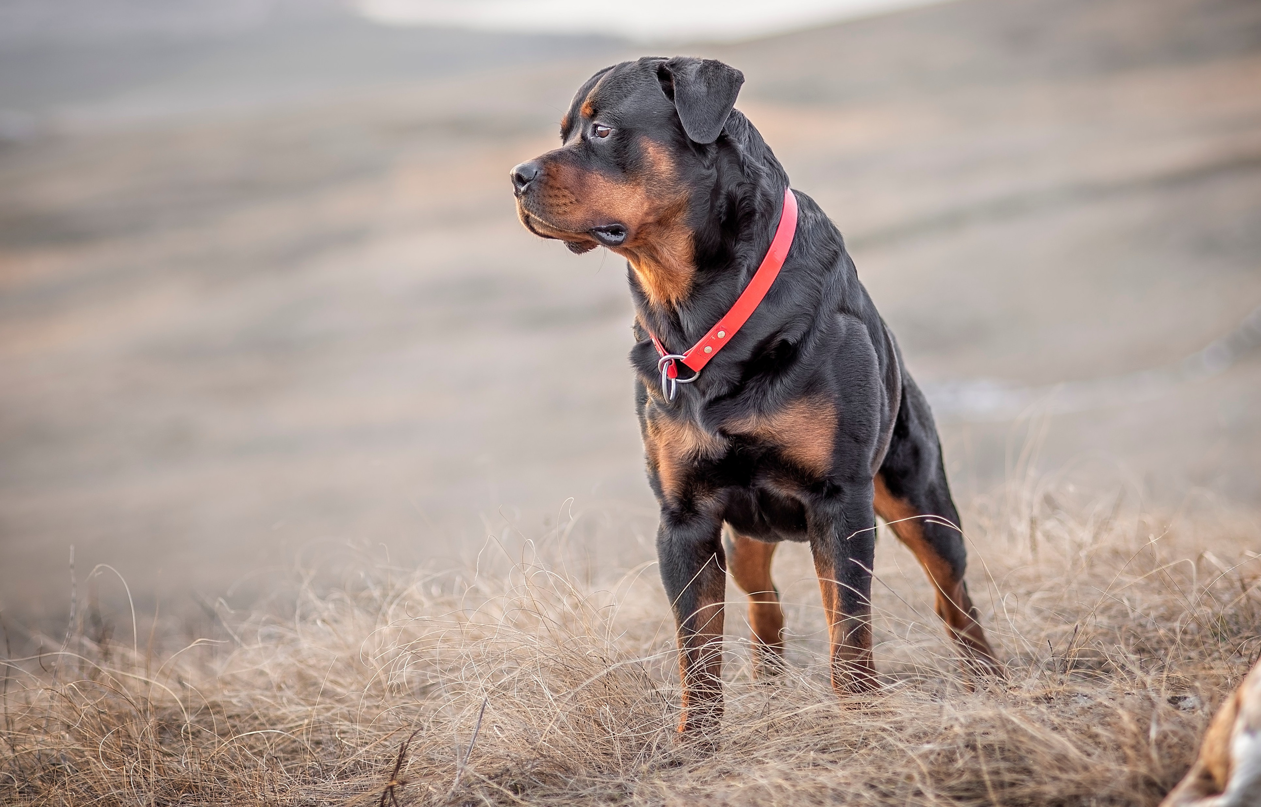 Кайрос. Фотограф анималист Ставрополь Яна Кудлай