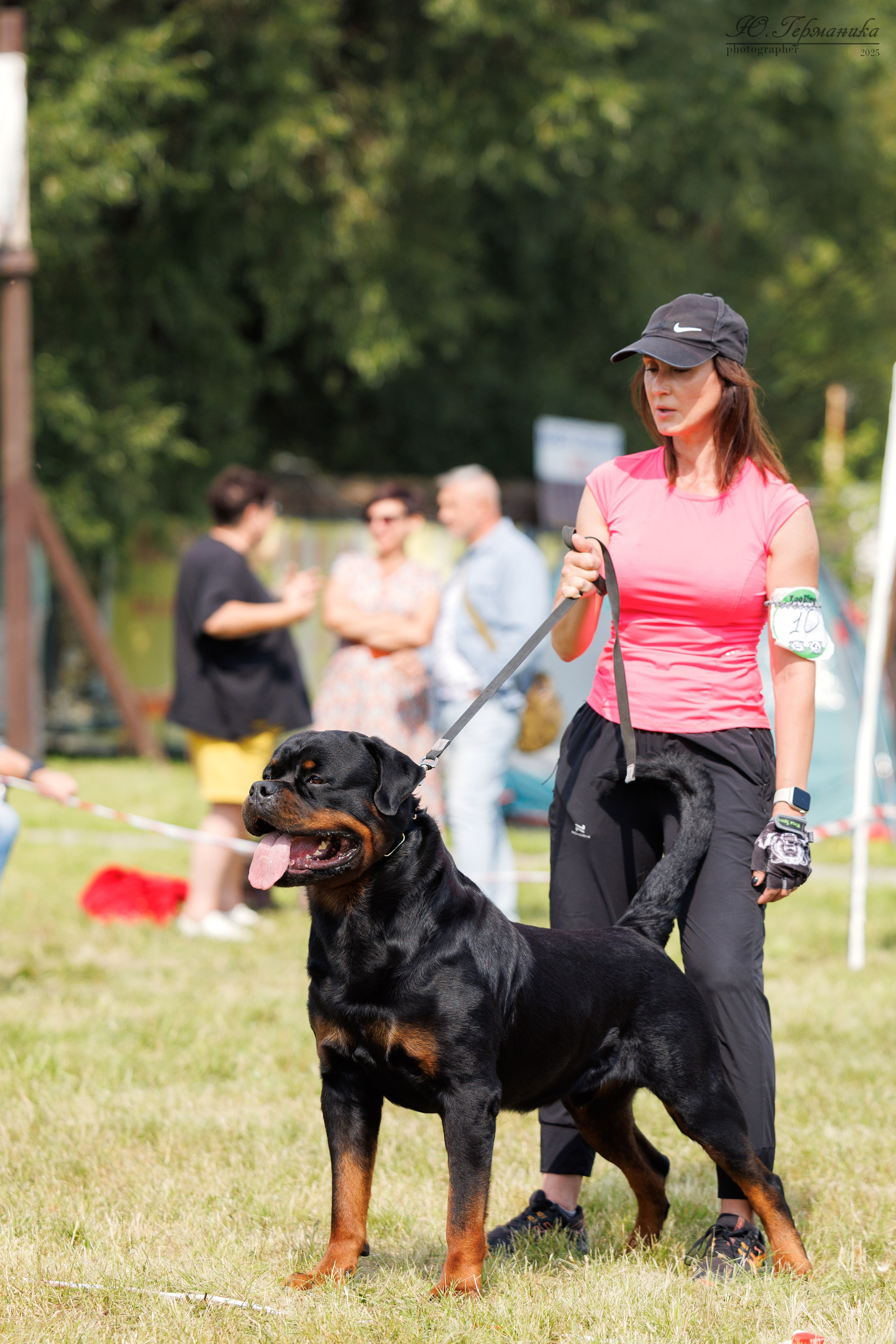 Рязань 2хмоно ротвейлеры 16-17.08.2025. Фотограф-анималист Юлия Германика
