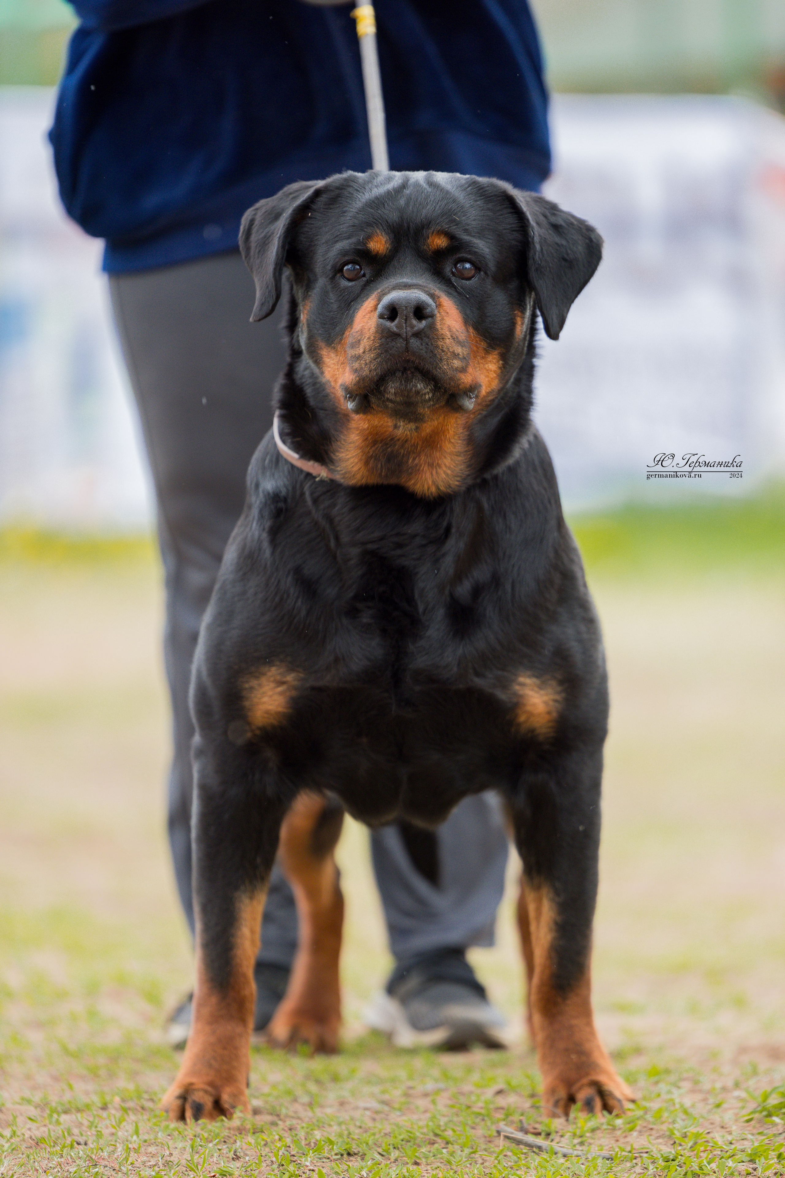 Саратов 2 х моно ротвейлеров 28-29.04.2024. Фотограф-анималист Юлия Германика