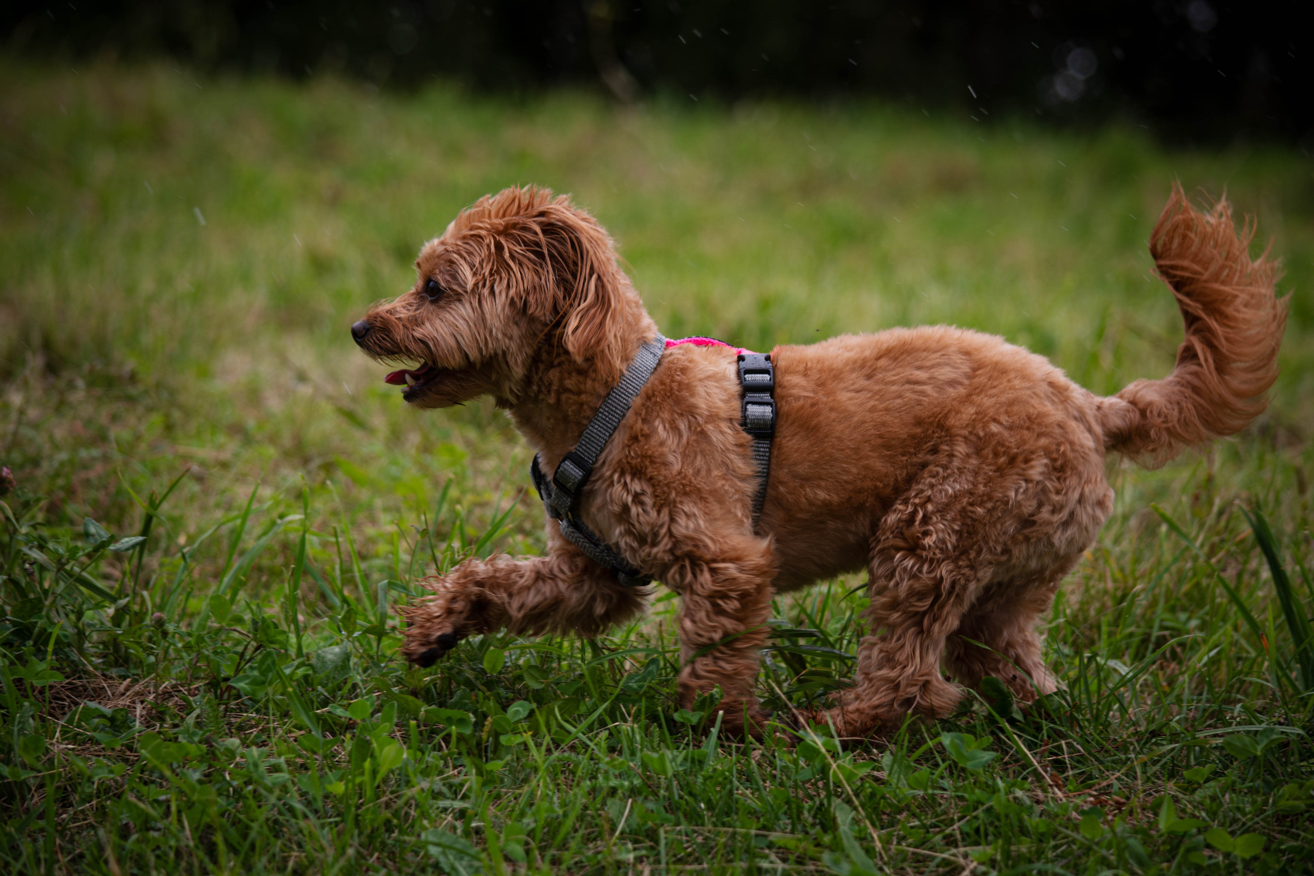 Прогулка в парке Митино. Фотограф Светлана Блинова, Москва и Московская область